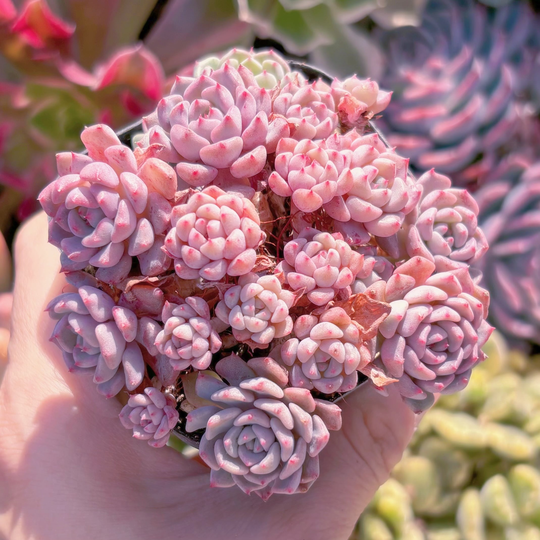 現品　ピンクバブル#310　るる農園