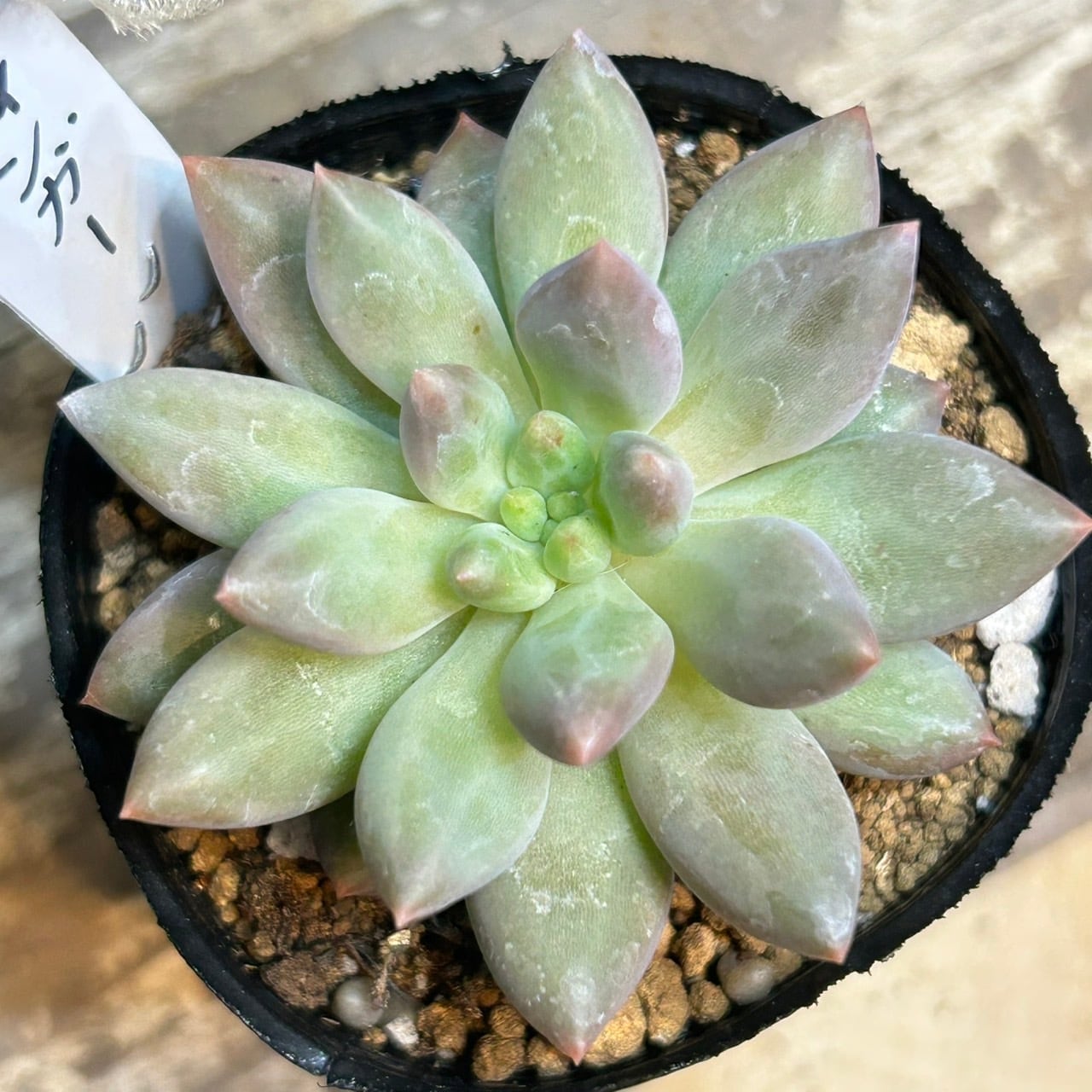 エンジェルフィンガー | RuPo 多肉植物専門店