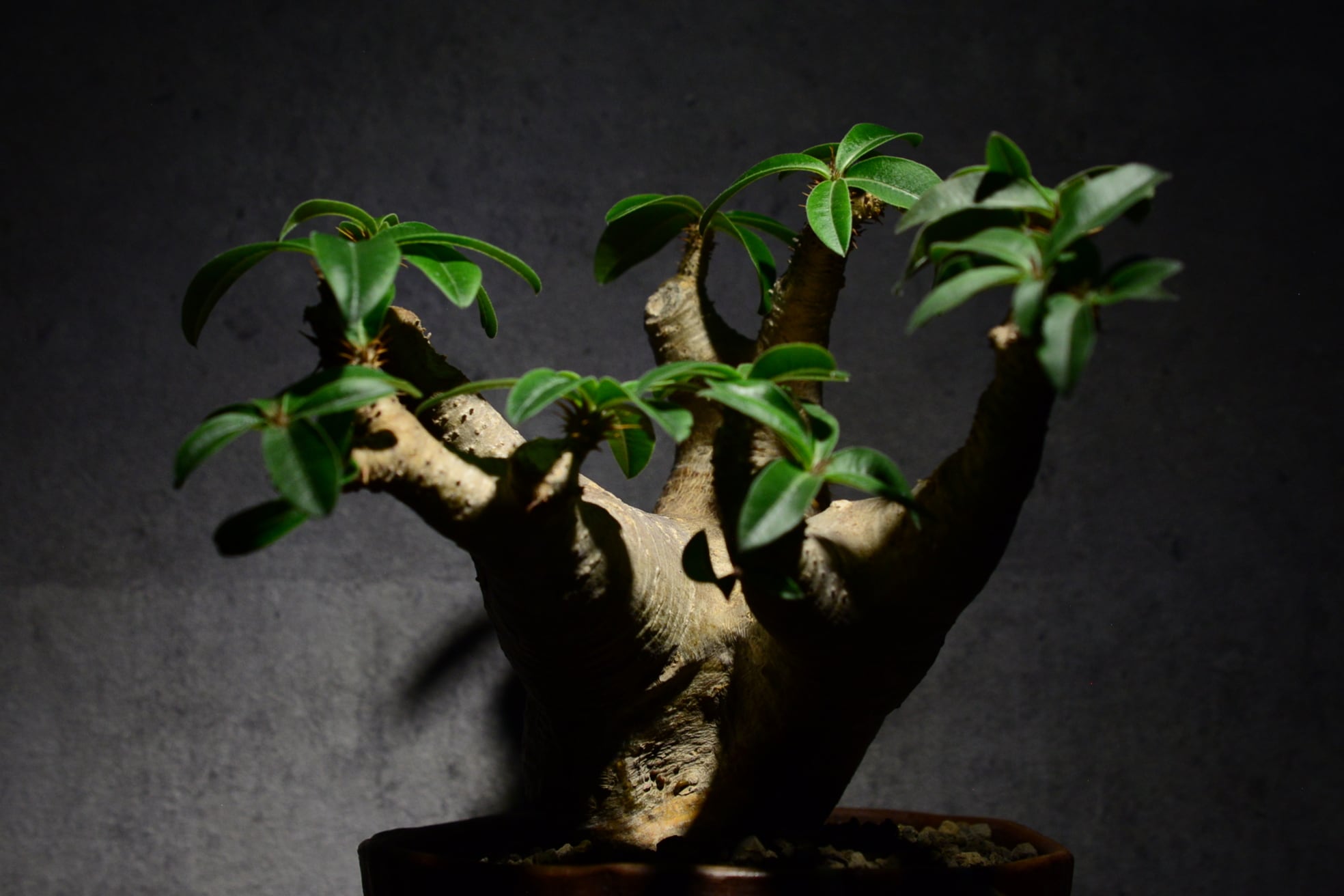 ゆーマカイエンセ 大 現地球 魔界玉 マカイエンセ(魔界玉)：パキポディウム属 (B01) | 万緑 BAN RYOKU