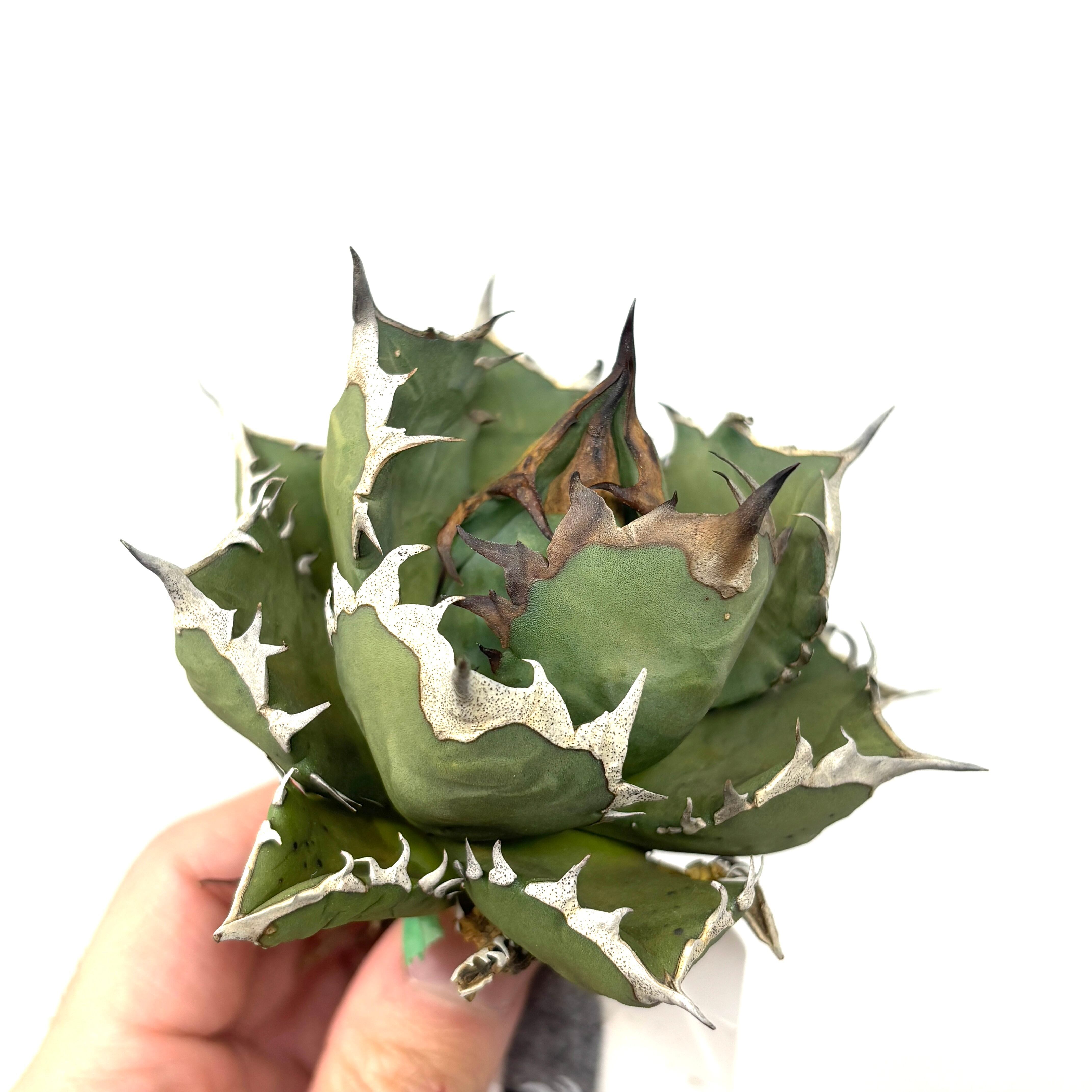 姫厳龍 べアルート 【公式通販】