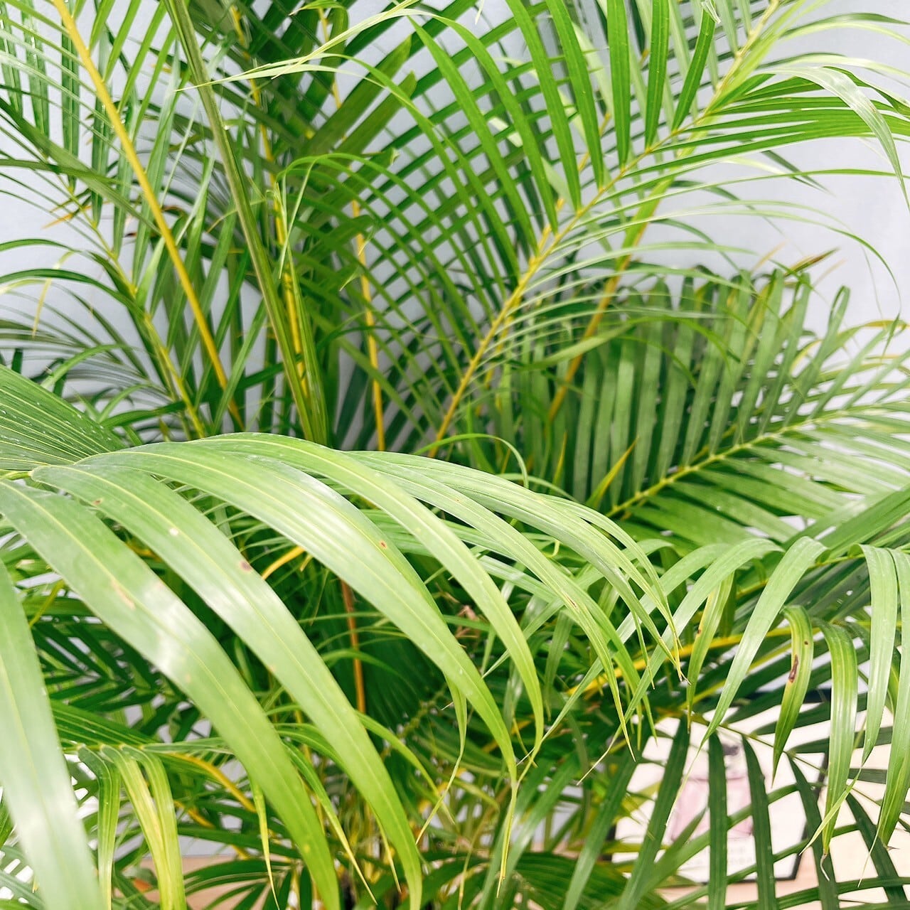 現品］ボリューム満点！ 35番 アレカヤシ 10号 観葉植物 大型 室内
