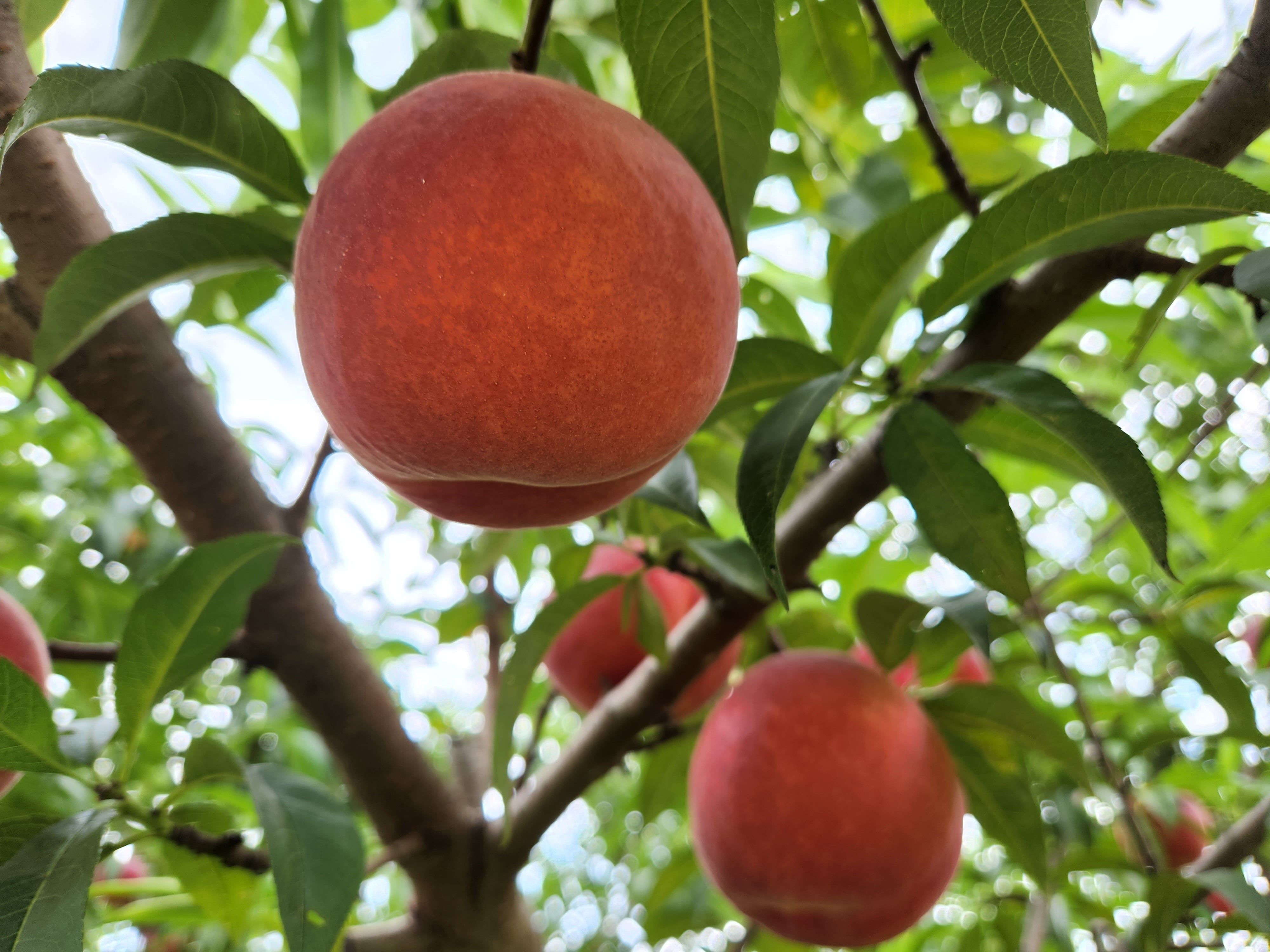 ワッサー桃大玉特売 ワッサー桃大玉特売