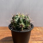Gymnocalycium monvillei ssp. achirasense【ギムノカリキウム・アチランセ曙斑】