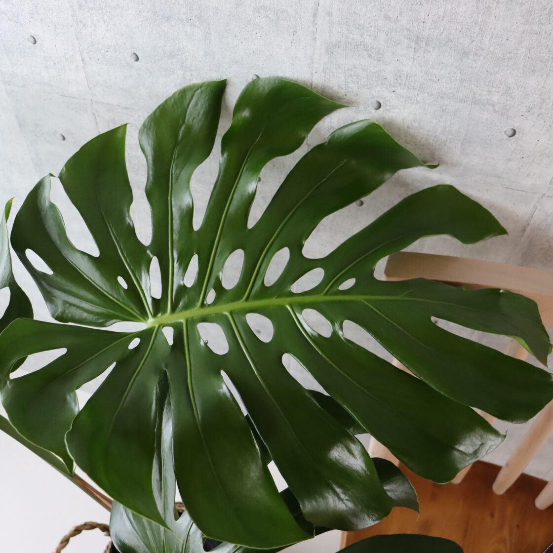 大型 モンステラ 90cm】 葉の大きさ50cm 観葉植物 室内 大型 | PAY ID