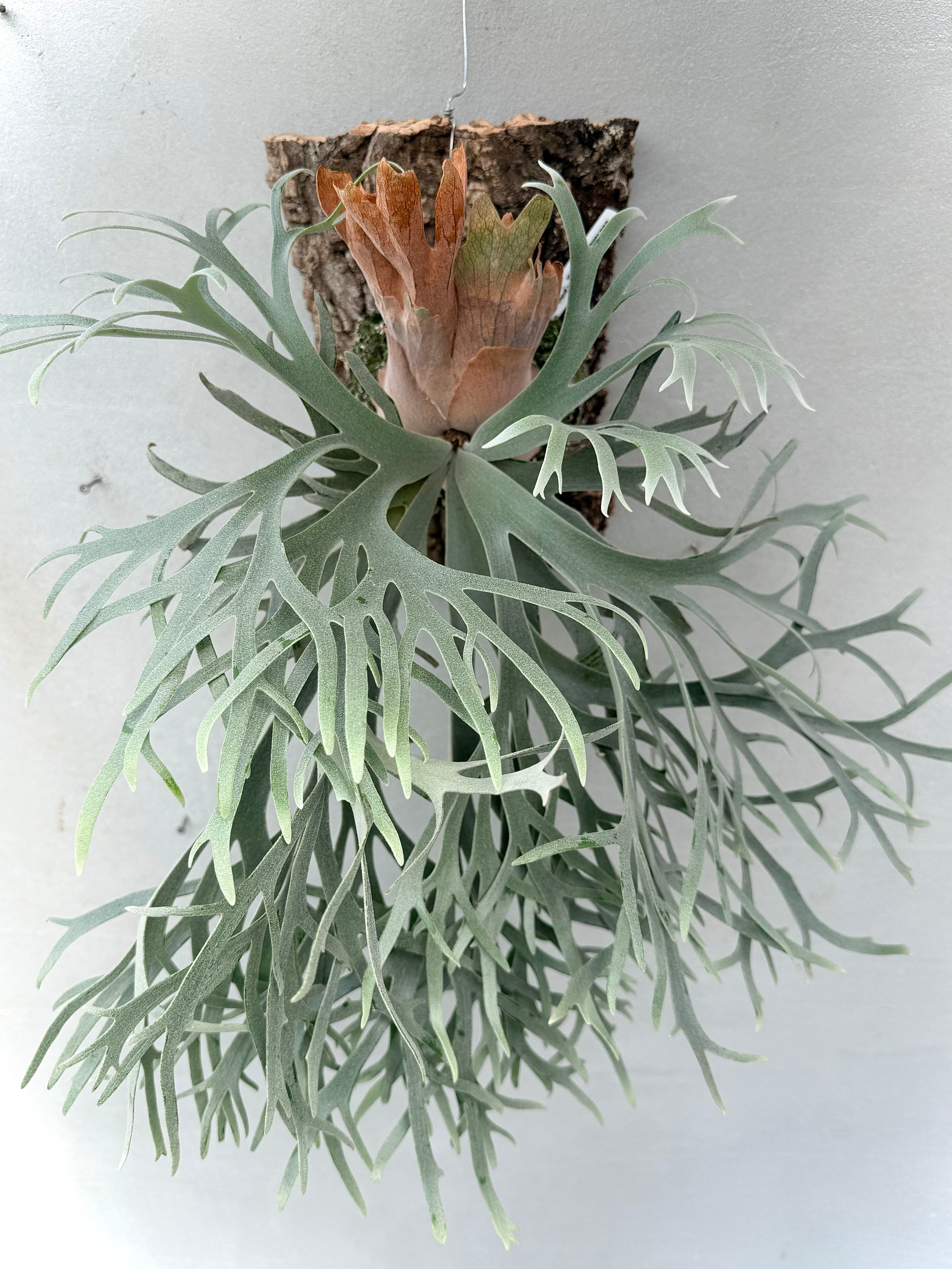 a) P. willinckii 'Elves' ビカクシダ ウィリンキー 'エルベス