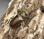 【WD】超貴重《ディルクミヤマクワガタ 50mm ペア》