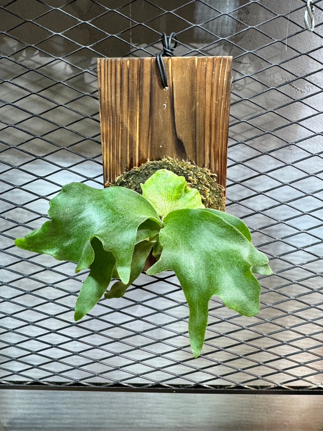 ビカクシダ】P.Kailas spore | Plants.Links