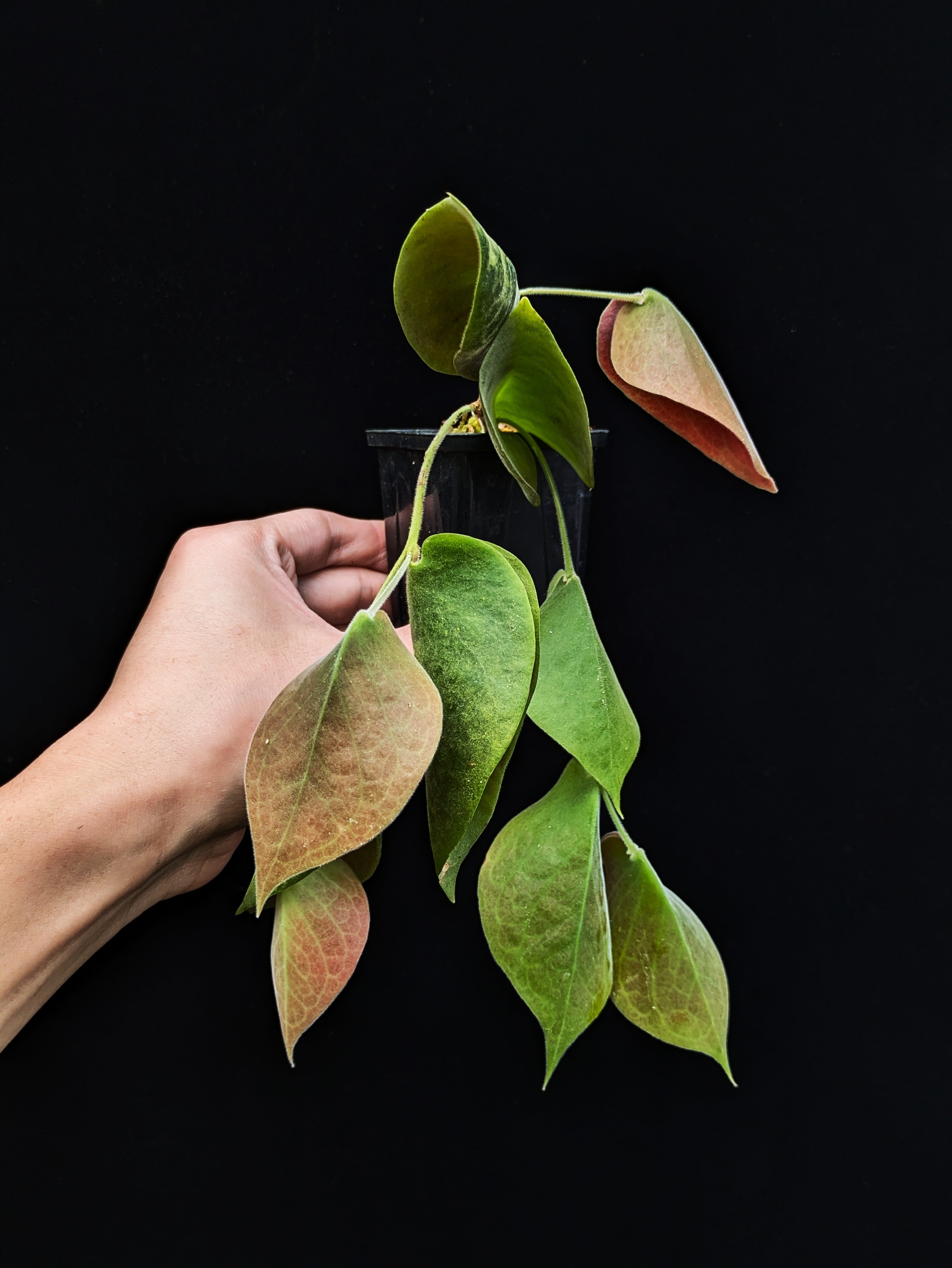 Ceratostema pendens 中株 | 伊藤蟻植物農園
