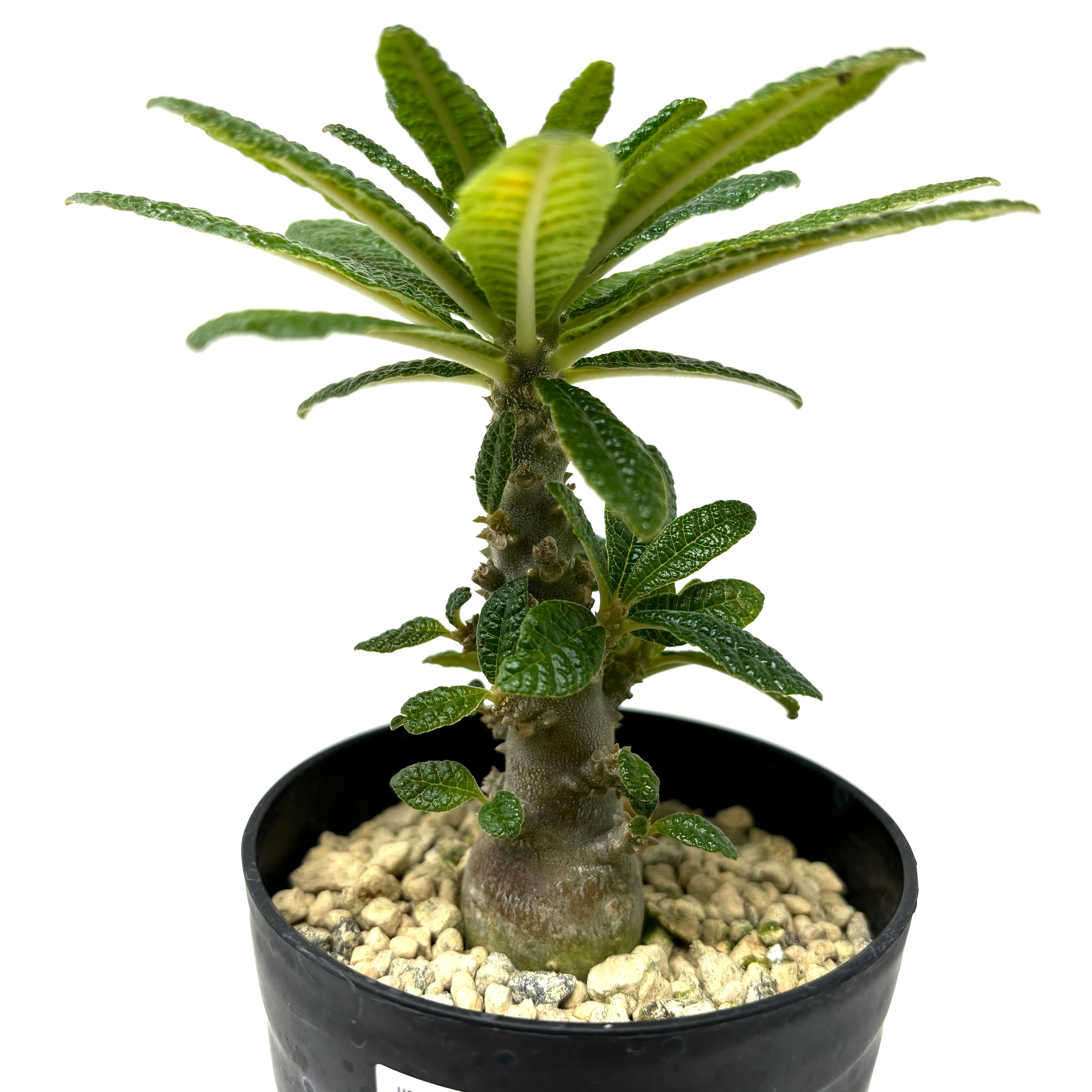 ドルステニア ギガス Dorstenia gigas 【660】