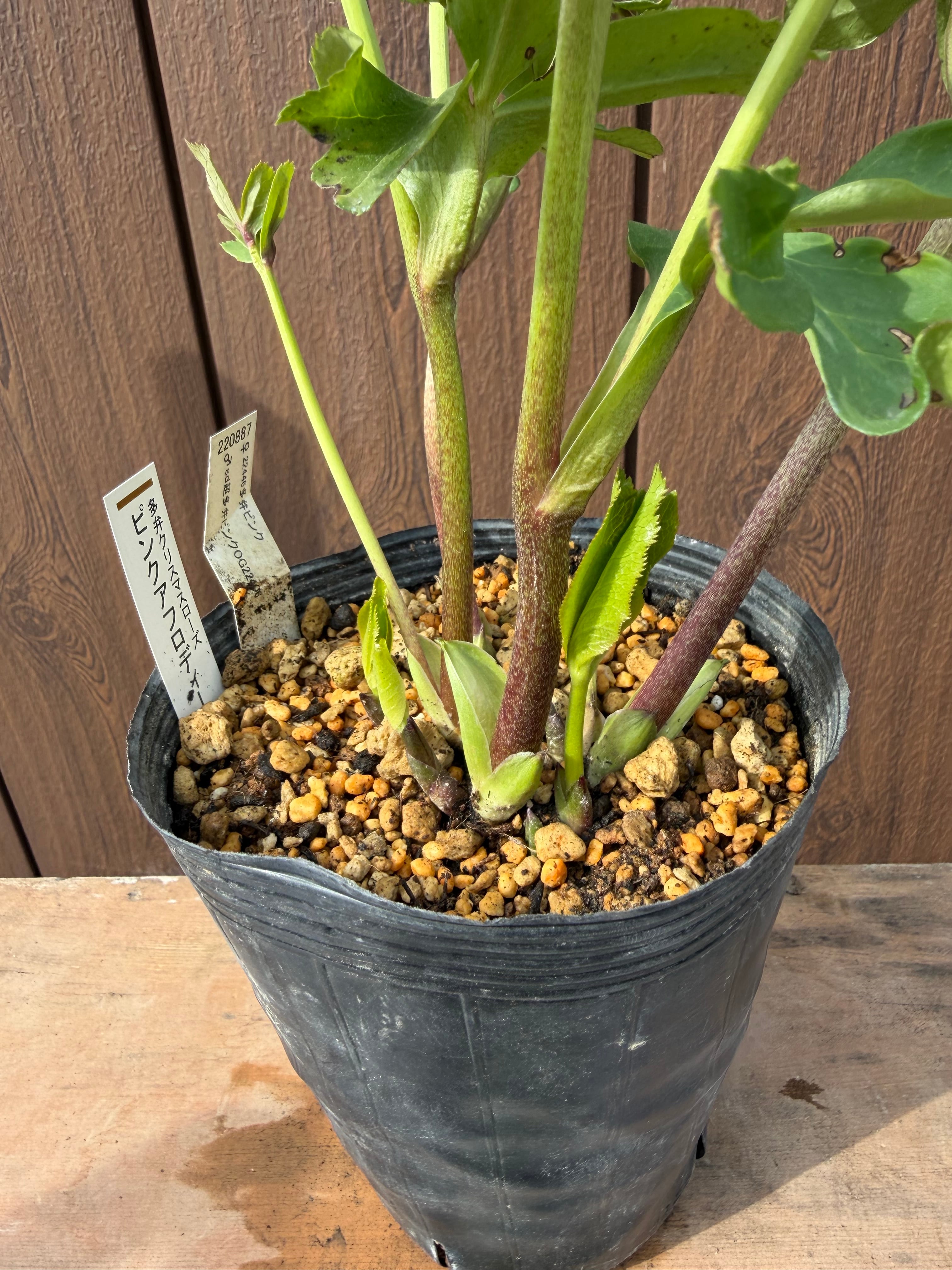 ピンクアフロディーテ 加藤農園 クリスマスローズ【Ka15】送料無料