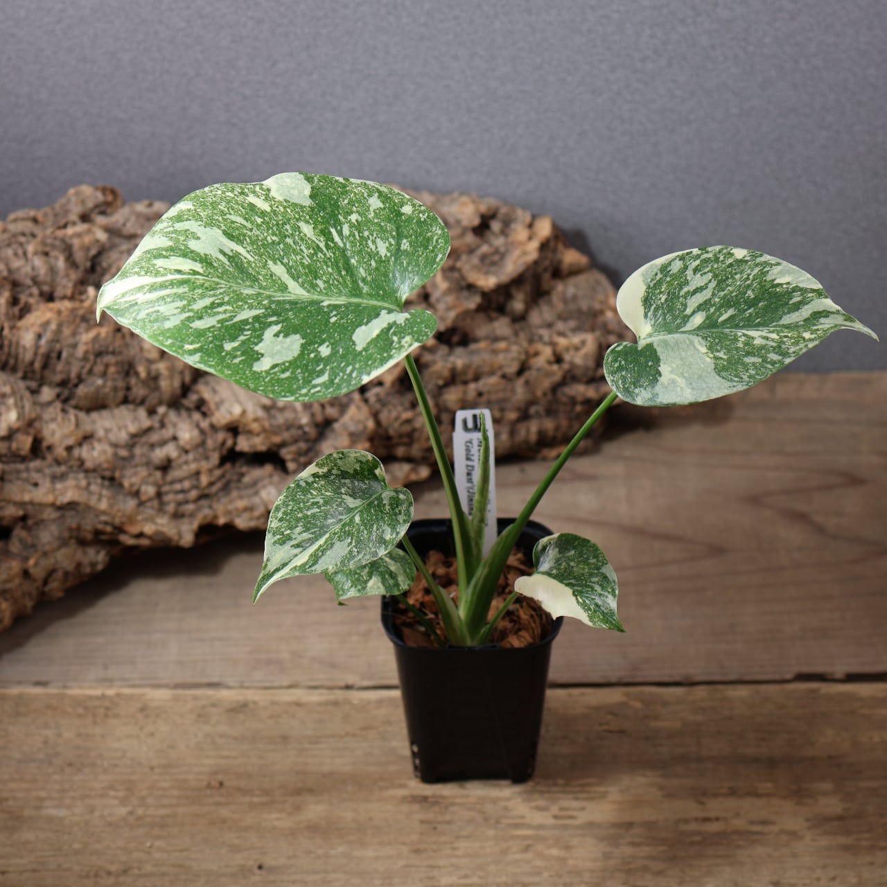 770『urban jungle モンステラ デリシオーサ ' Gold Dust'』観葉植物