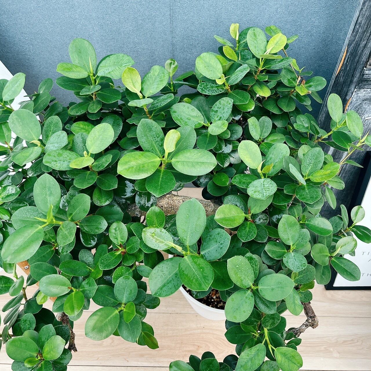 現品］【希少】41番 パンダガジュマル 盆栽仕立て 8号 観葉植物 室内