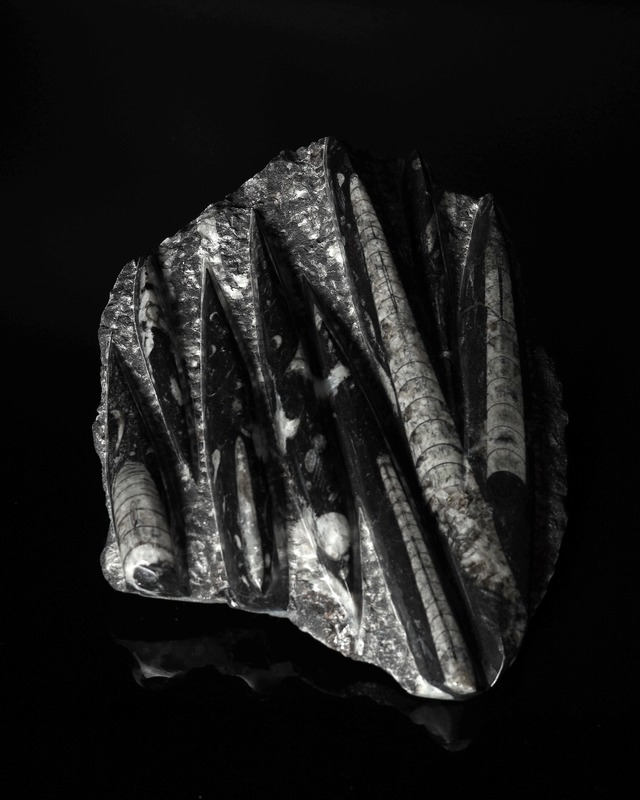 Fossils / Orthoceras Fossils Plate Object - 2