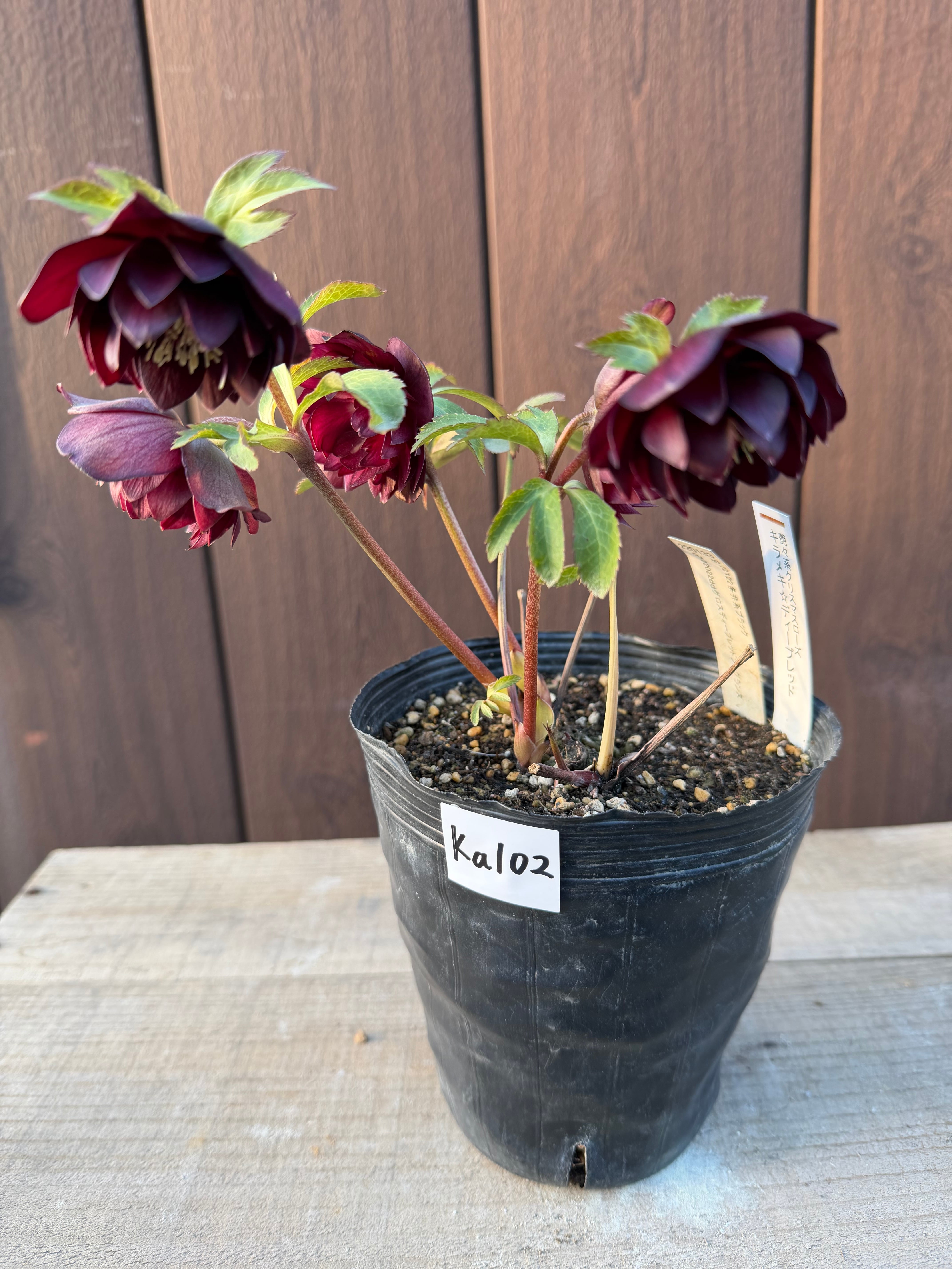 キラメキ☆ディープレッド ※脇芽未確認大特価 加藤農園 クリスマス