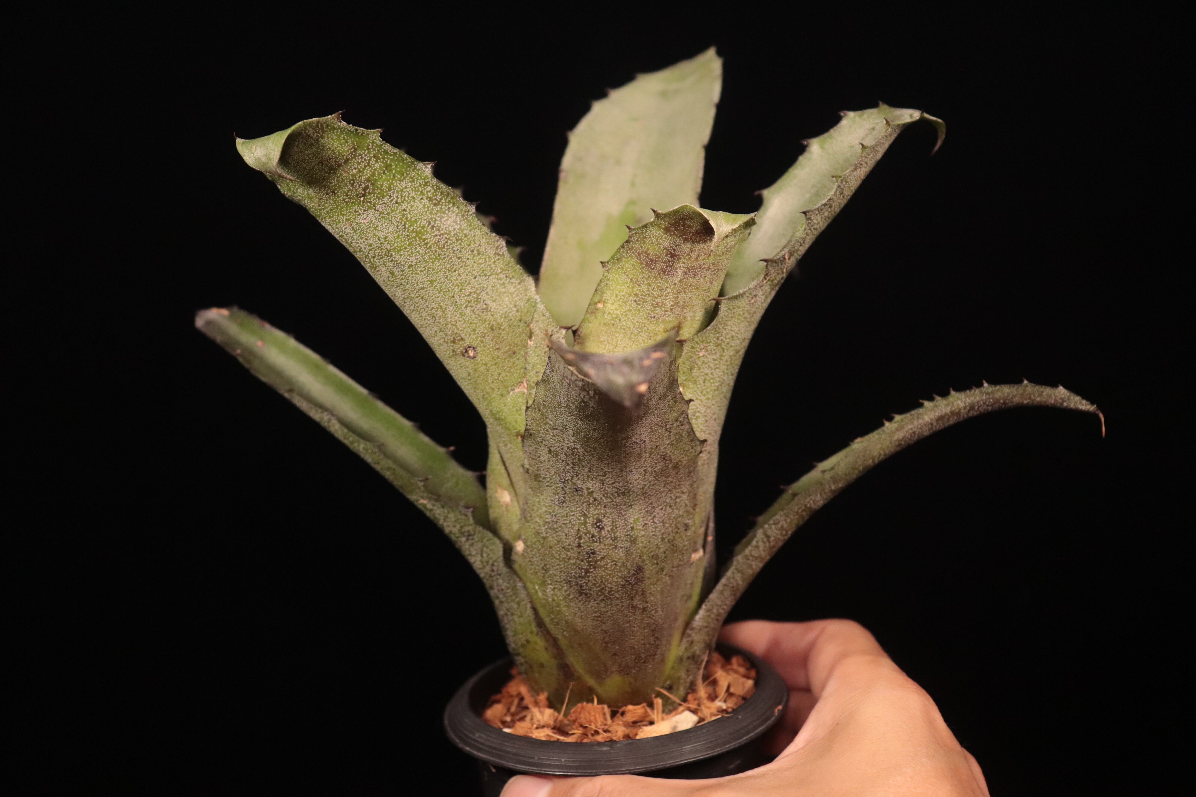 Hohenbergia leopoldo-horstii (Silver clone)〔ホヘンベルギア〕H263