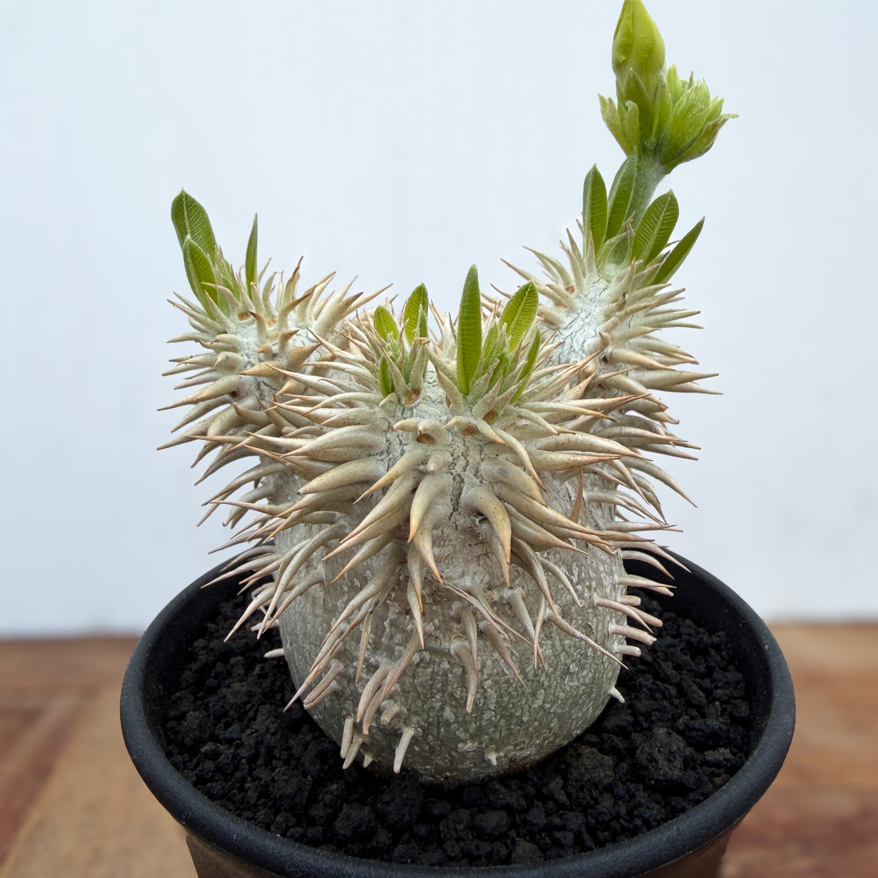 Pachypodium enigmaticum【パキポディウム・エニグマティクム・実生