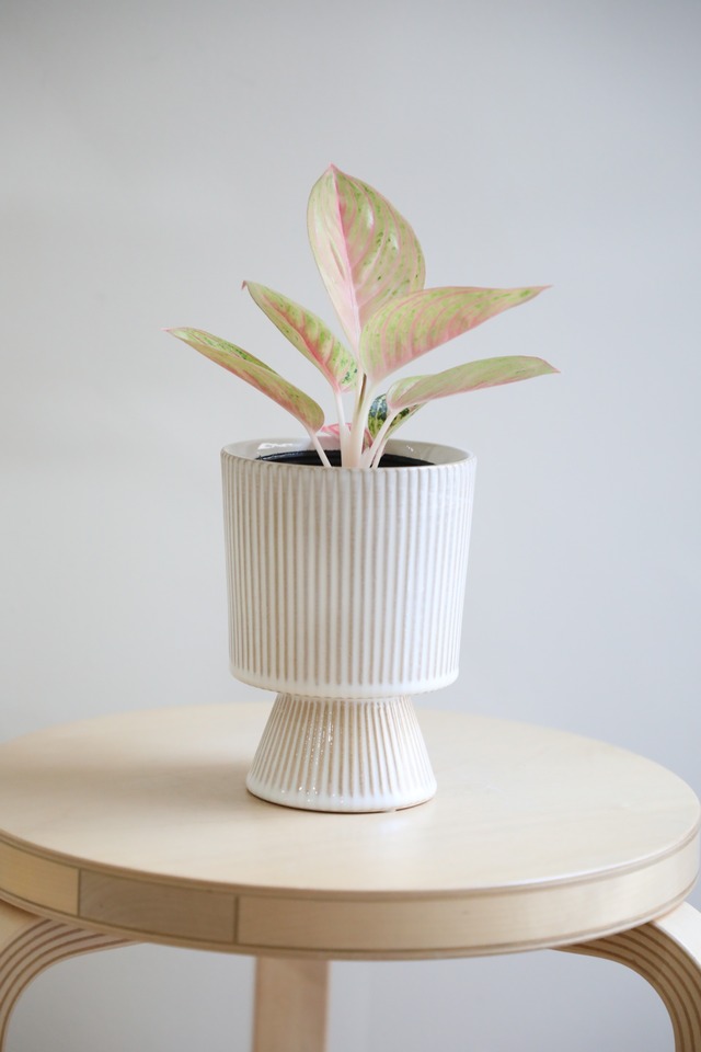 【S】アグラオネマ ゴールデンスター/Aglaonema