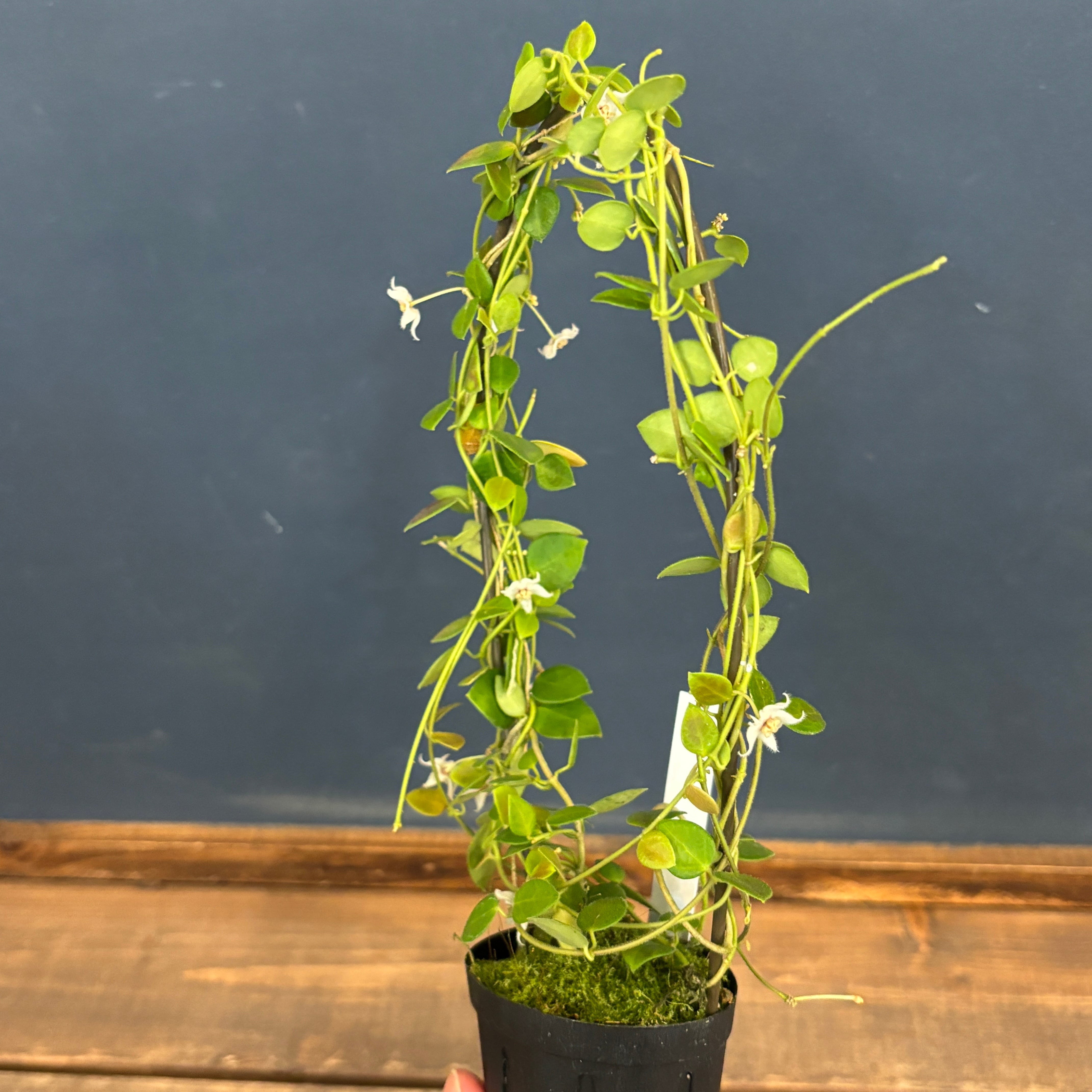 ホヤ sp. Timika, Central Papua【1048】 | PROTOLEAF プロトリーフ