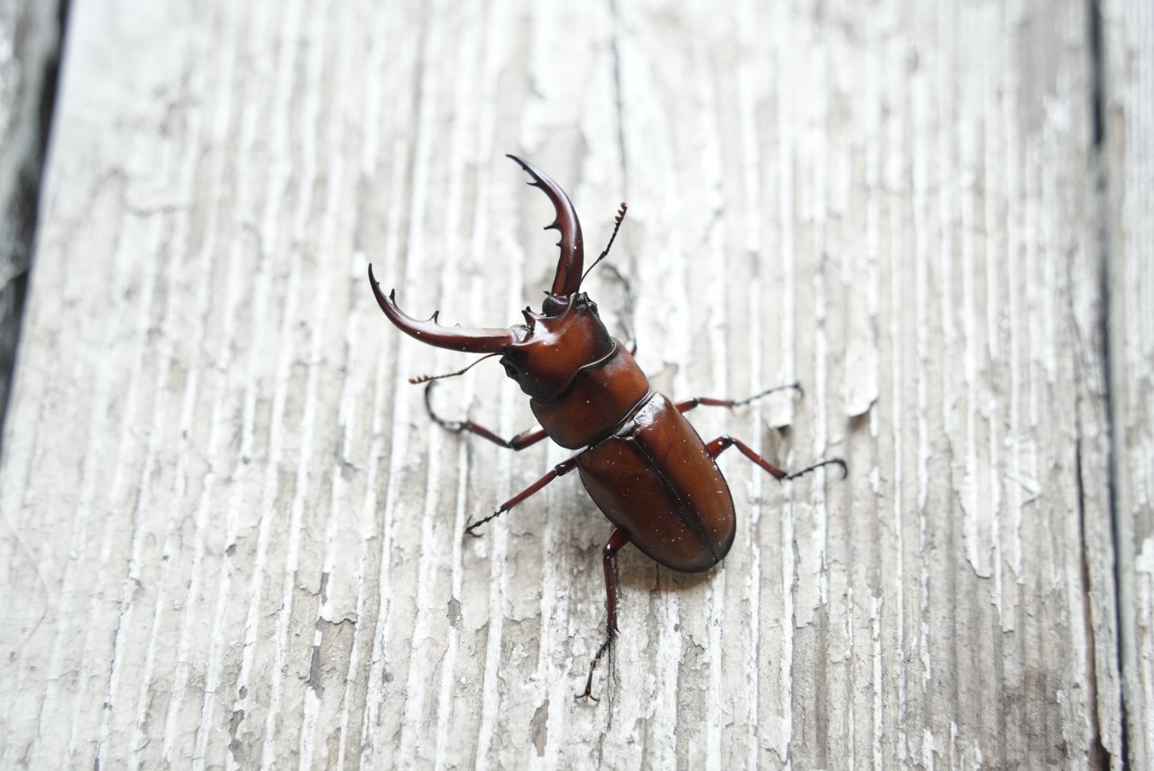 色残抜群】トゲアクマツユムシ リオック 直翅類 カマキリ マンティス