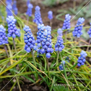 北海道で咲くムスカリ　Muscari blooming in Hokkaido