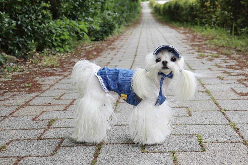 SALEおしゃれDENIMセット S ~ XL / ハンドメイド 犬服 ドッグウェア 犬の服 ペット 犬 ペット用品ショップ NARI PET SALEおしゃれDENIMセット S ~ XL / ハンドメイド 犬服 ドッグウェア 犬の服 ペット 犬 ペット用品ショップ NARI PET