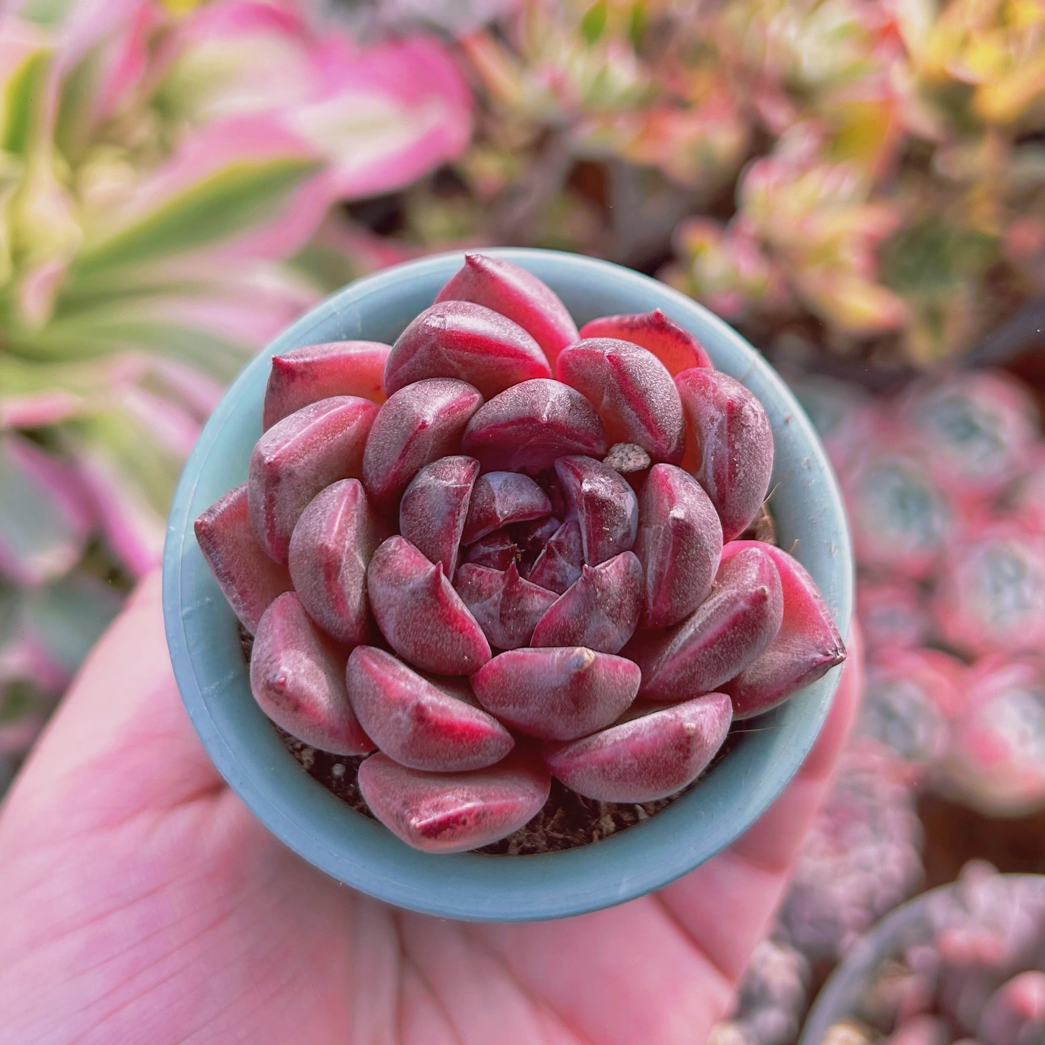 多肉植物　Echeveria   新品種　紫薇