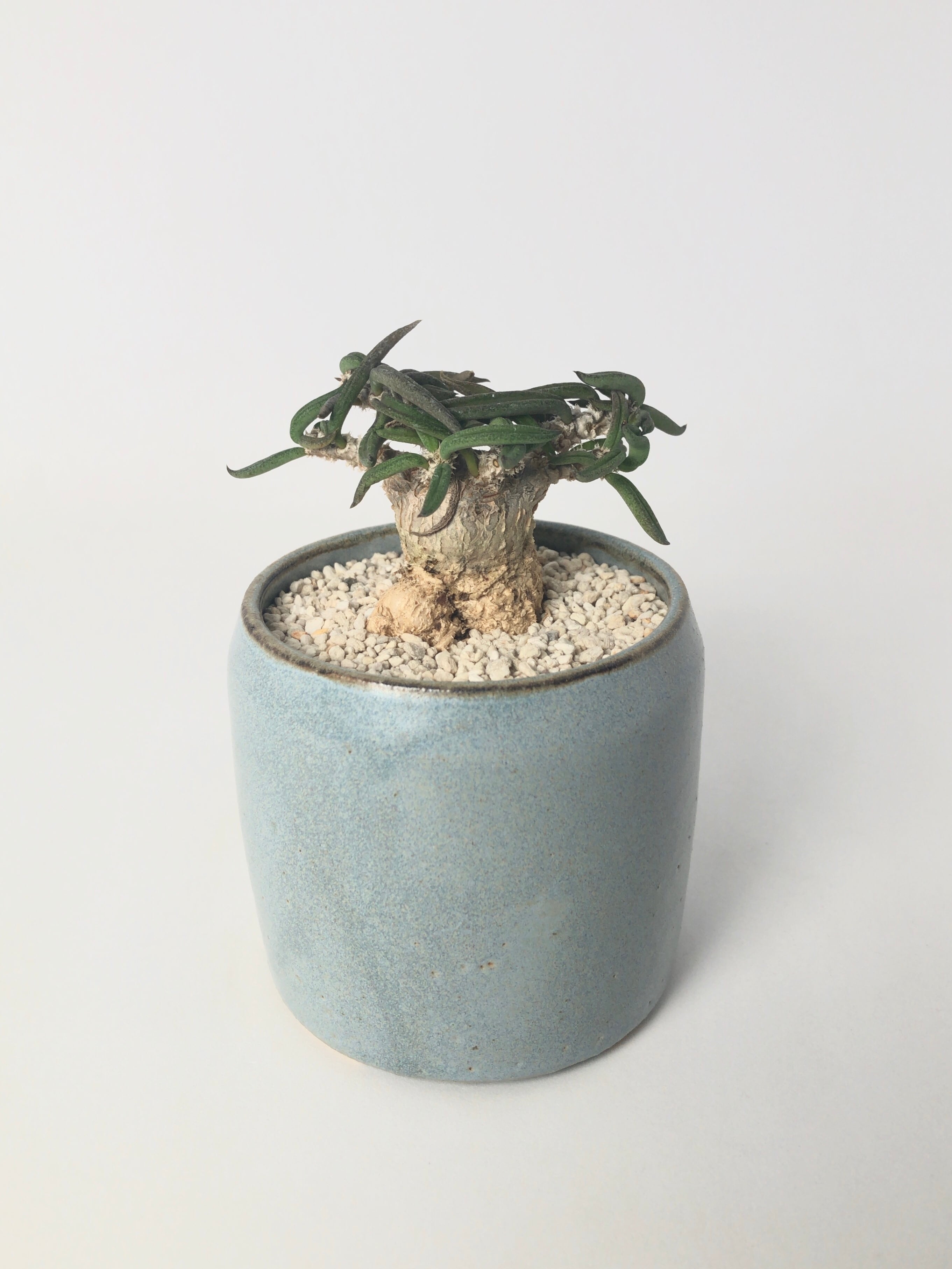 ユーフォルビア・シリンドフォリア | trigger