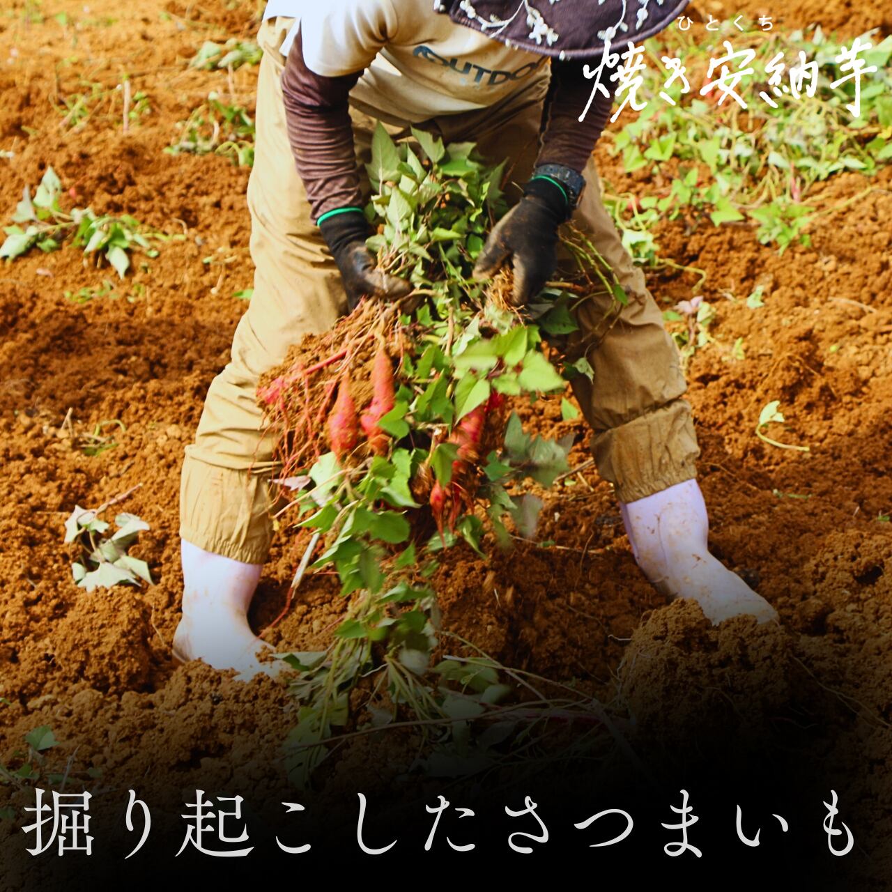 長崎県五島列島産 安納芋 ポチ様 20kg 【公式通販】