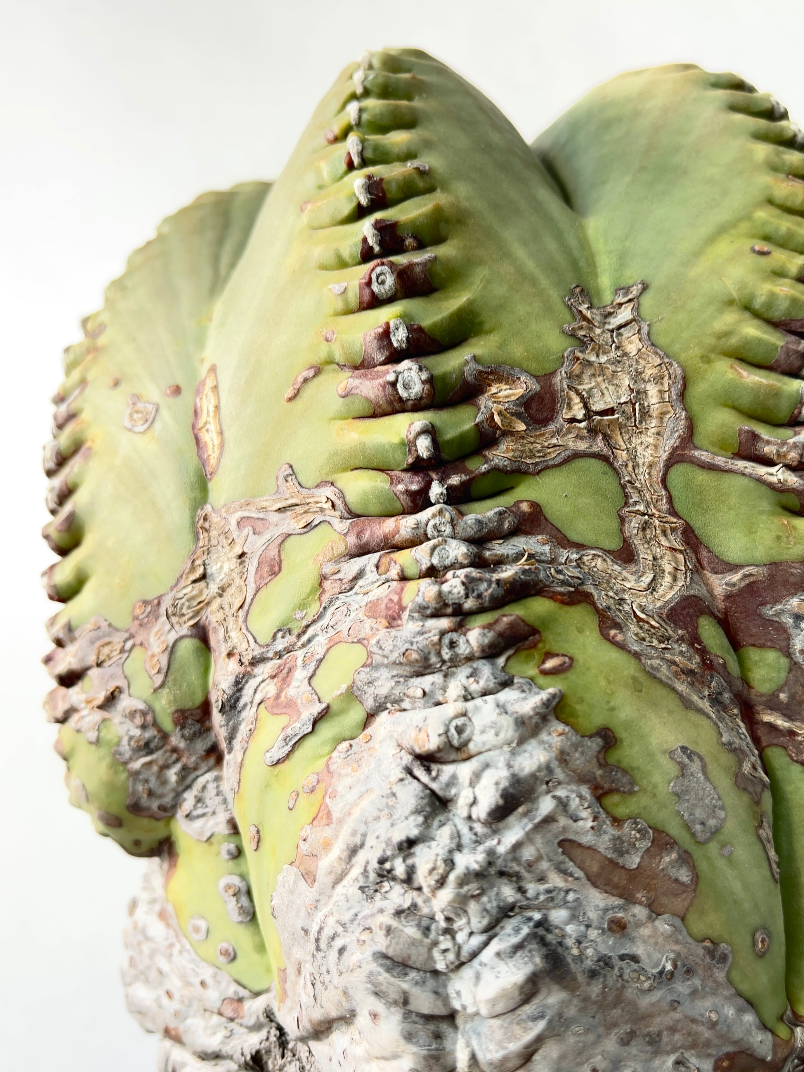 フォークイエリア・プルプシー | trigger