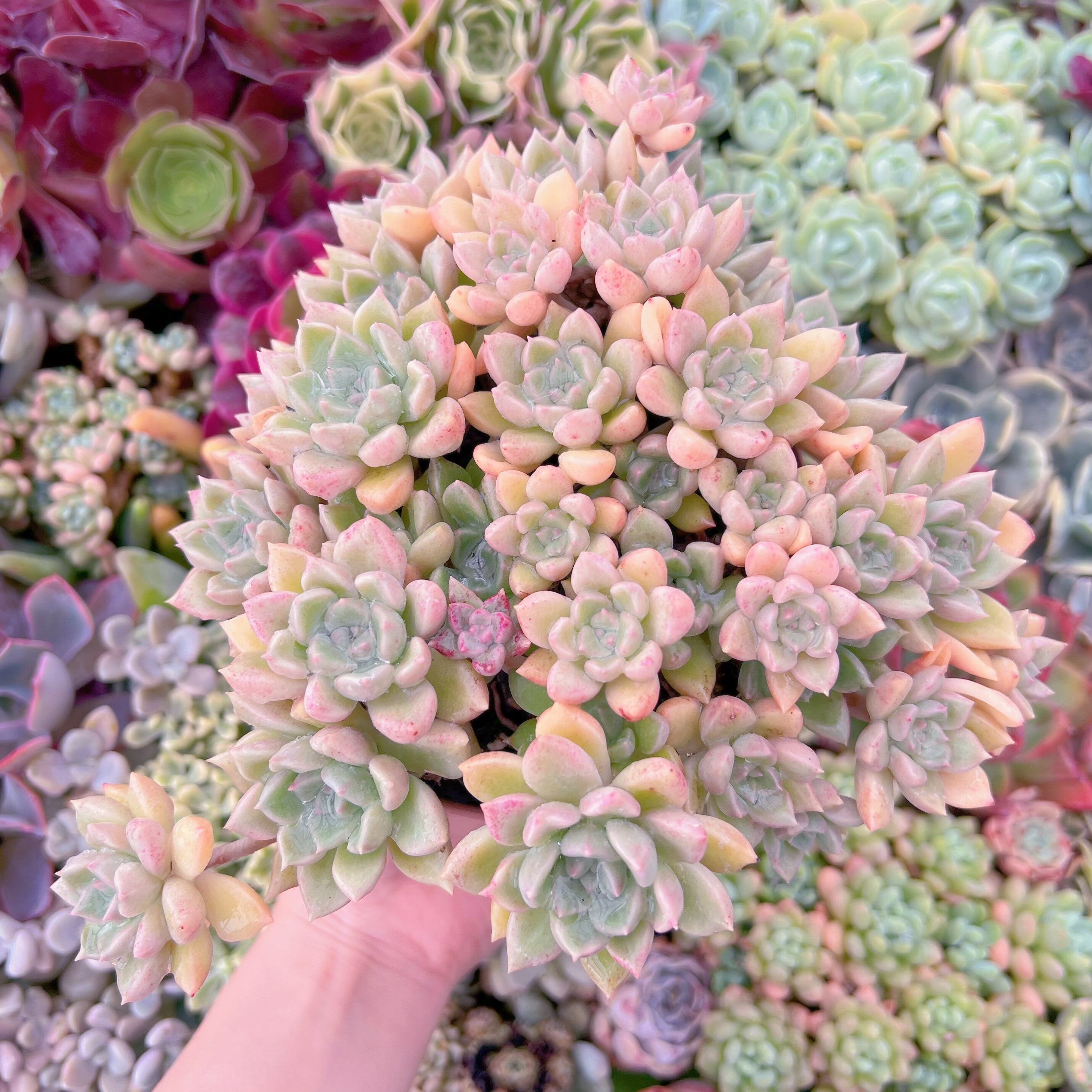 現品　アルジェ#K010　古株群生　特大　るる農園