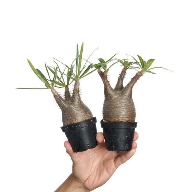 【 2個セット 】パキポディウム グラキリス no.10〈発根済み〉