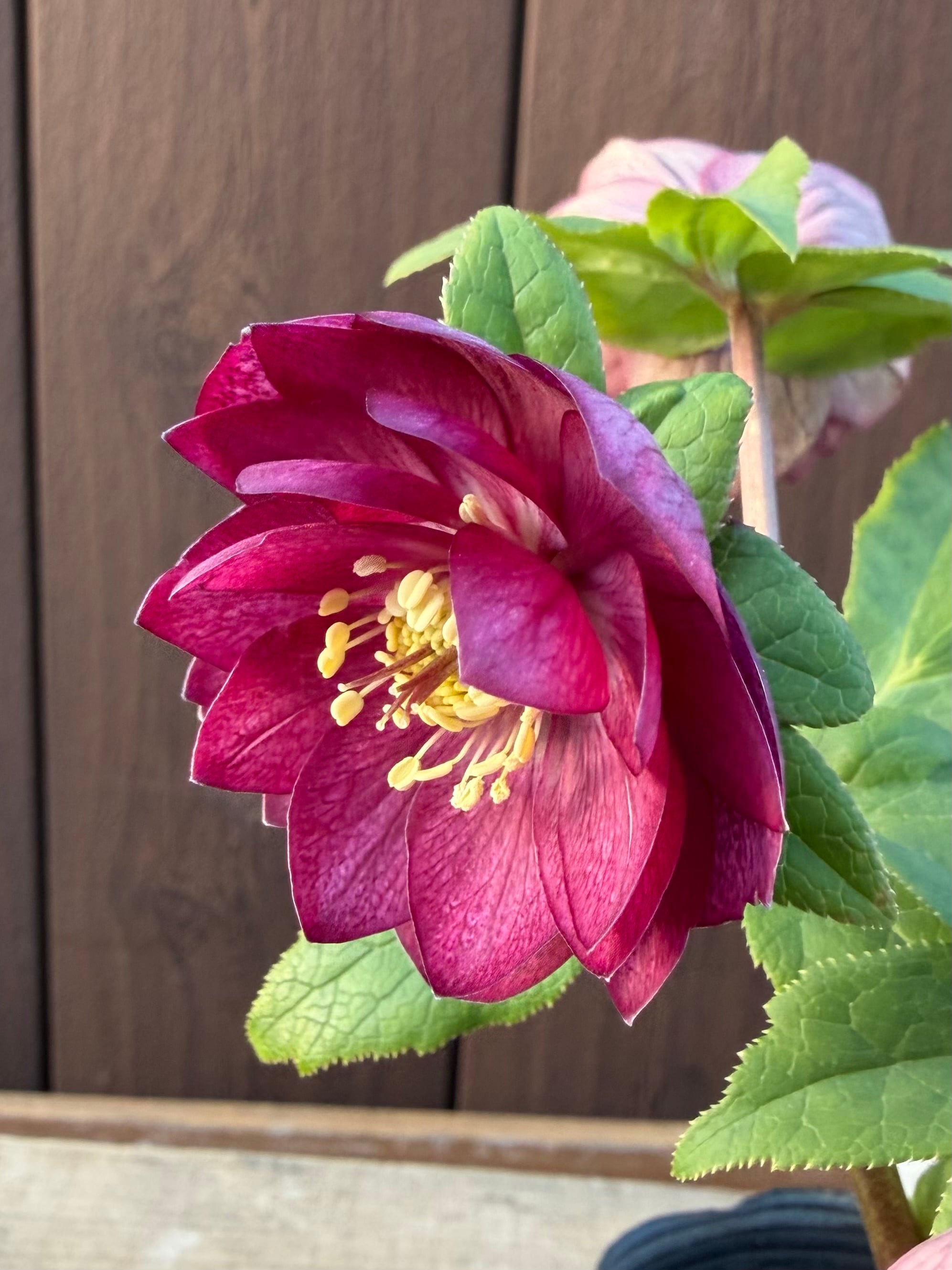 グロッシー☆カラー ローズピンク 加藤農園 クリスマスローズ【Ka103