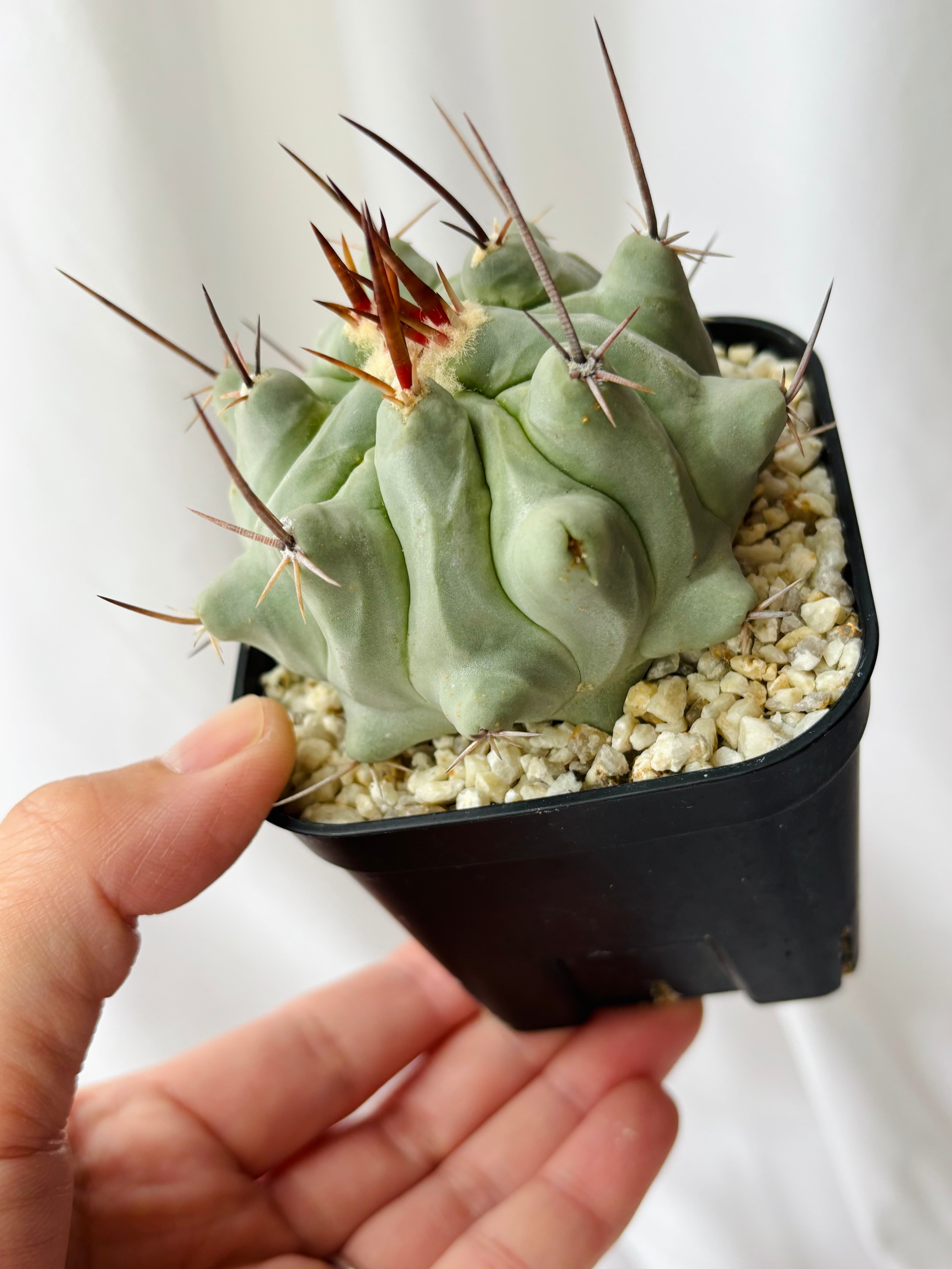 Thelocactus nidulans テロカクタス 鶴巣丸 サボテン | plants MARU
