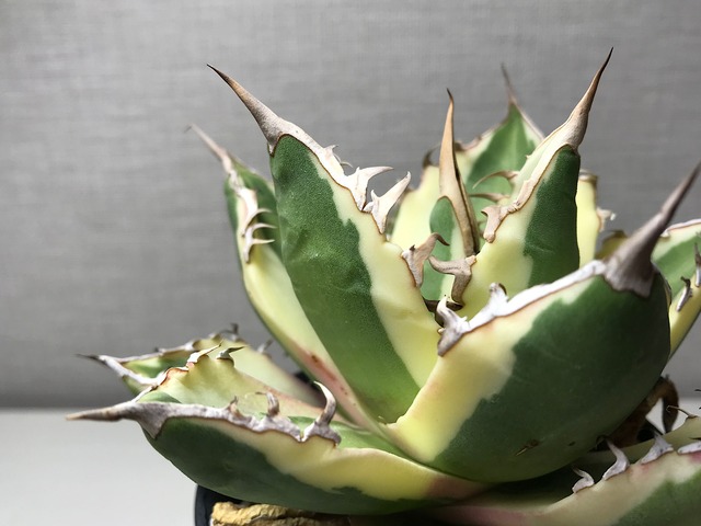 アガベ チタノタ ’スナグルトゥース’