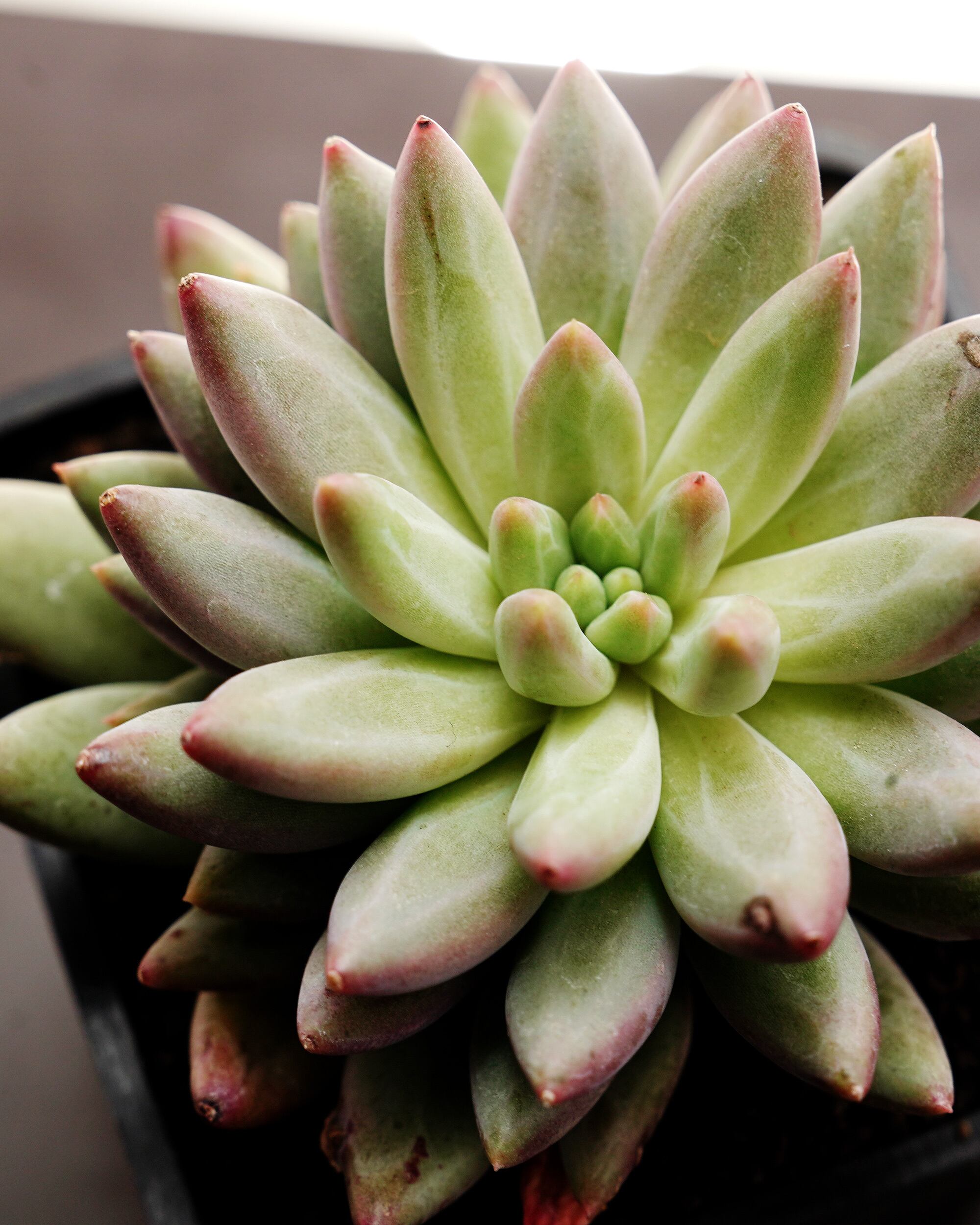 カット苗 チェリーズ 【数量限定】 Echeveria 'Cherries' | PUKUBOOK