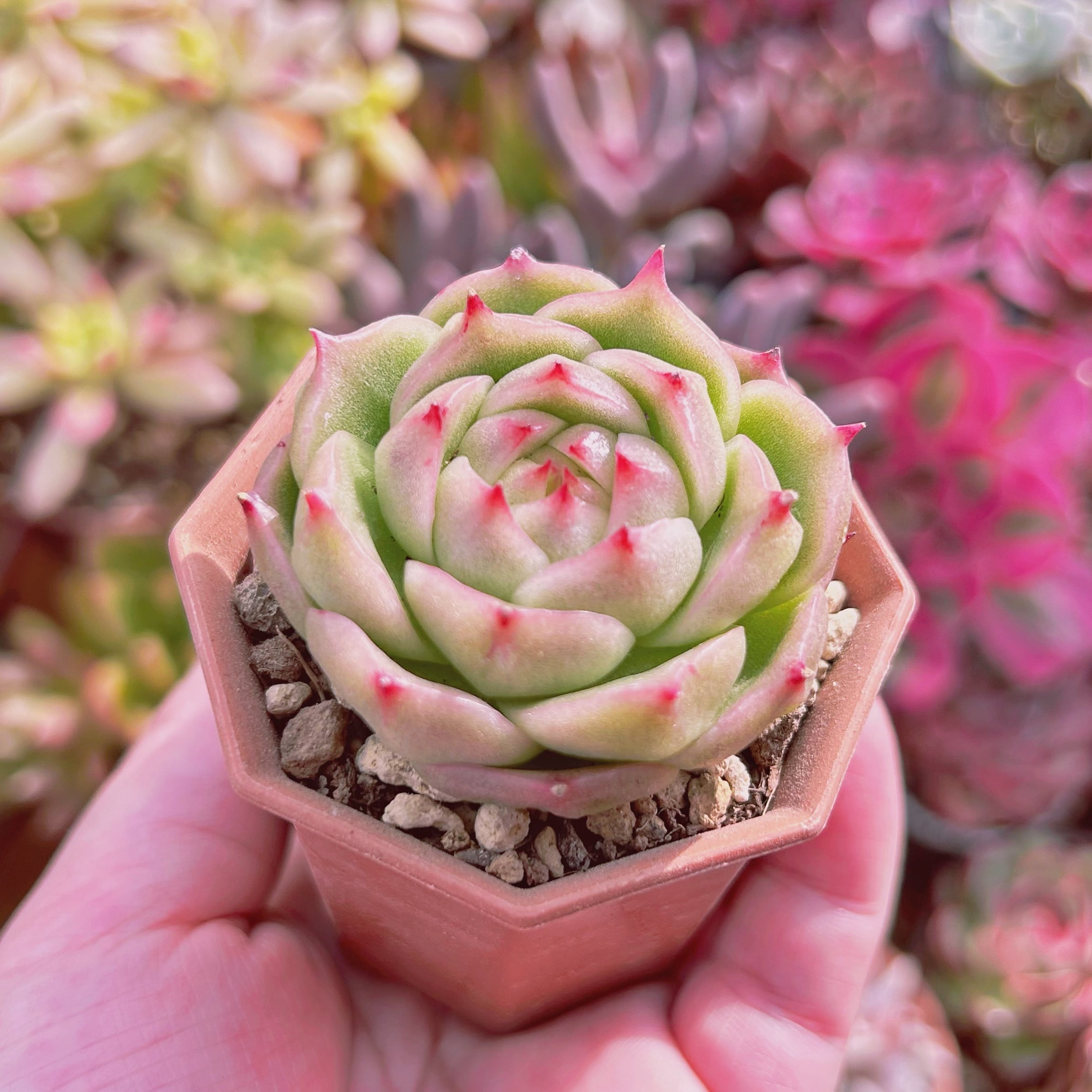 多肉植物 Echeveria 火鳳凰 | るる農園~多肉植物専門