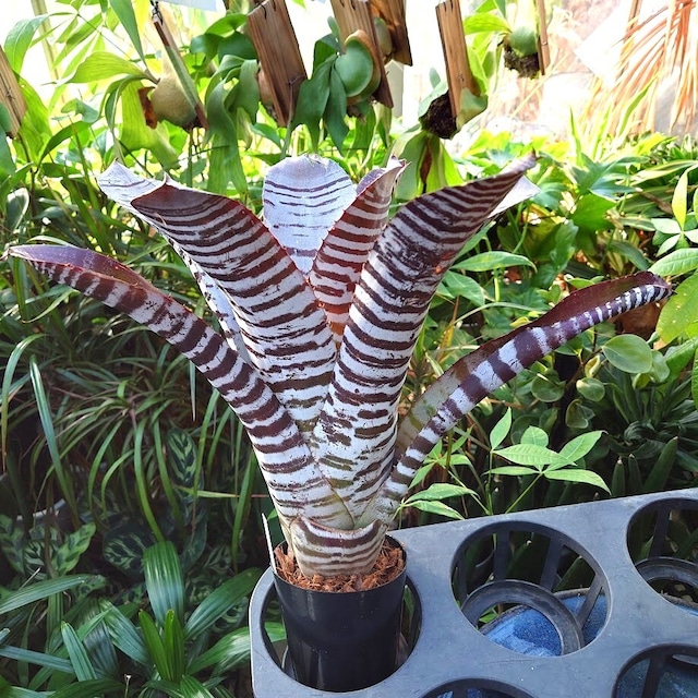 エクメア チャンティニー ブラックアイス 2 Aechmea chantinii CV. Black Ice seedling F1