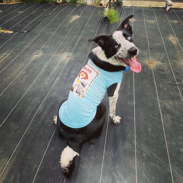 予約商品 キャラクタートップス 中型犬サイズ 大型犬サイズ 小型犬服 中型犬服 大型犬服 Omochi