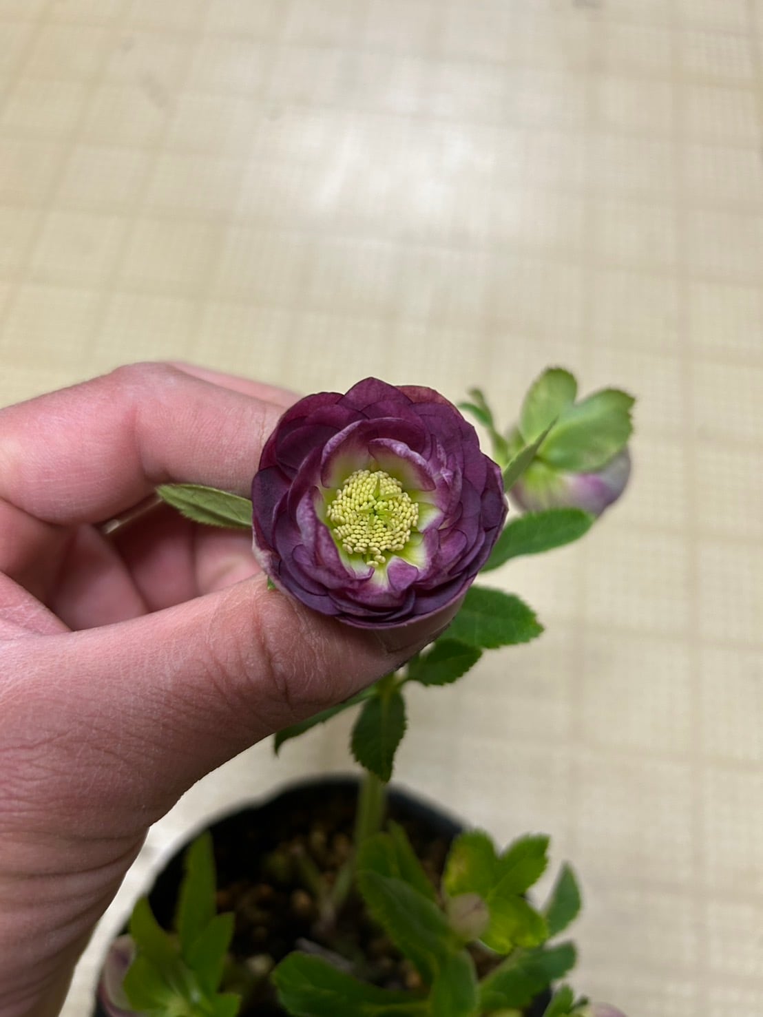 加藤農園 ホワイトゴールド爪紅グラデーション クリスマスローズ 同梱