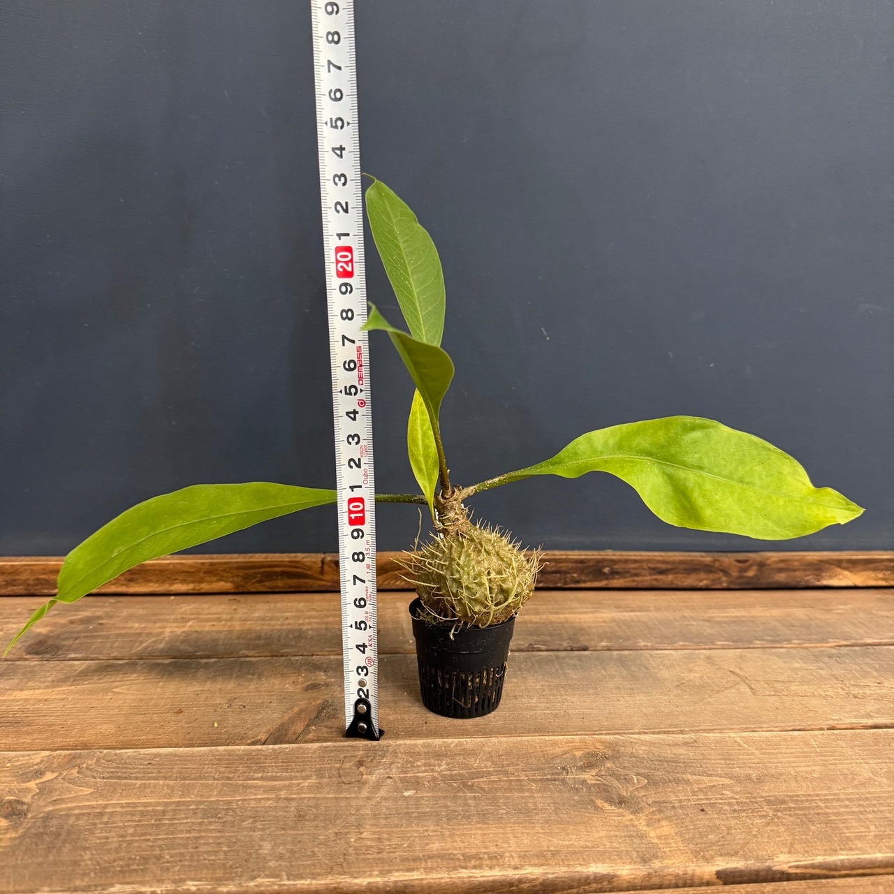 【伊藤蟻】Myrmecodia platytyrea Port Moresby, PNG【S0923-01】【937】