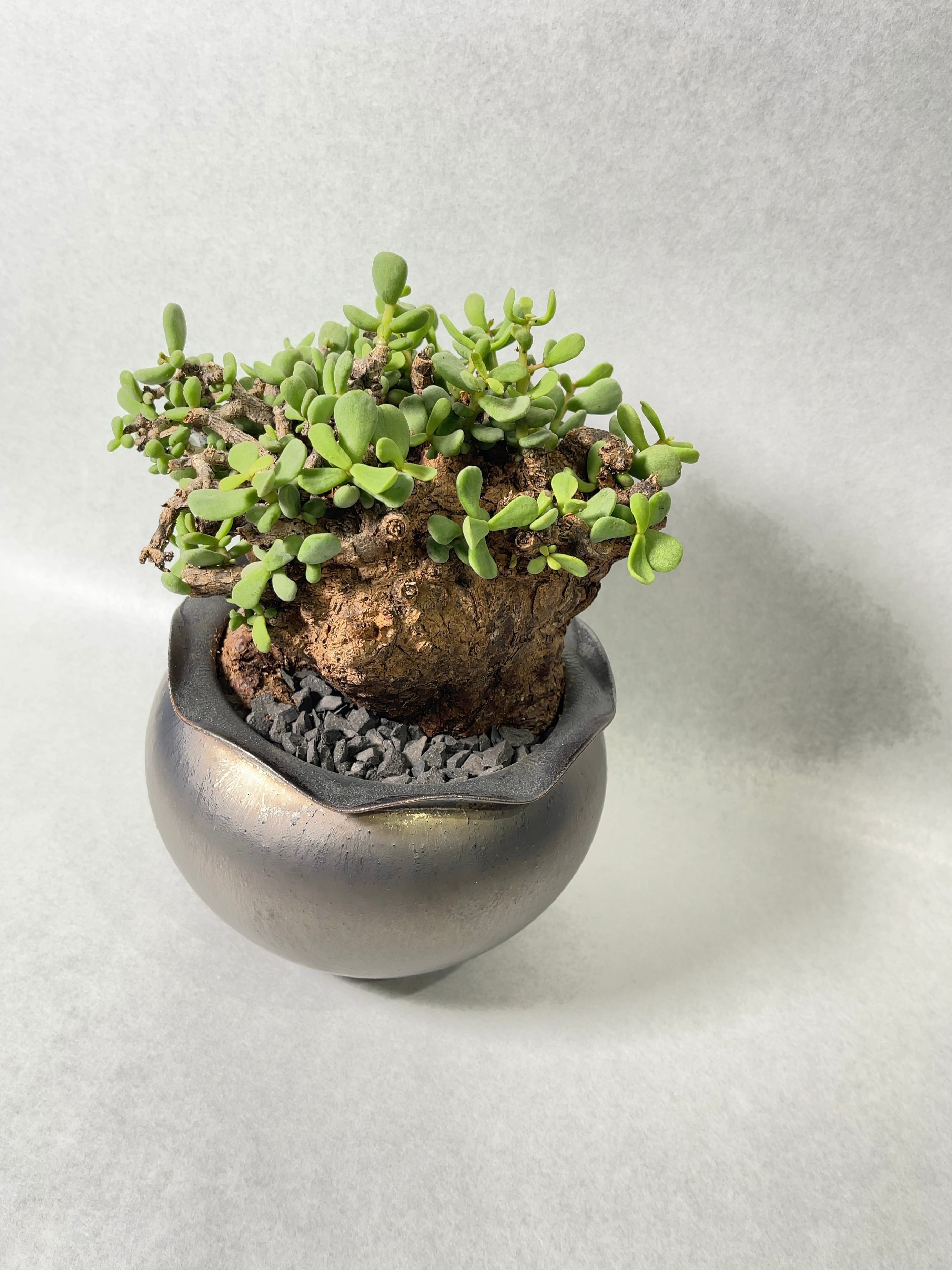 ケラリア・ピグマエア | trigger