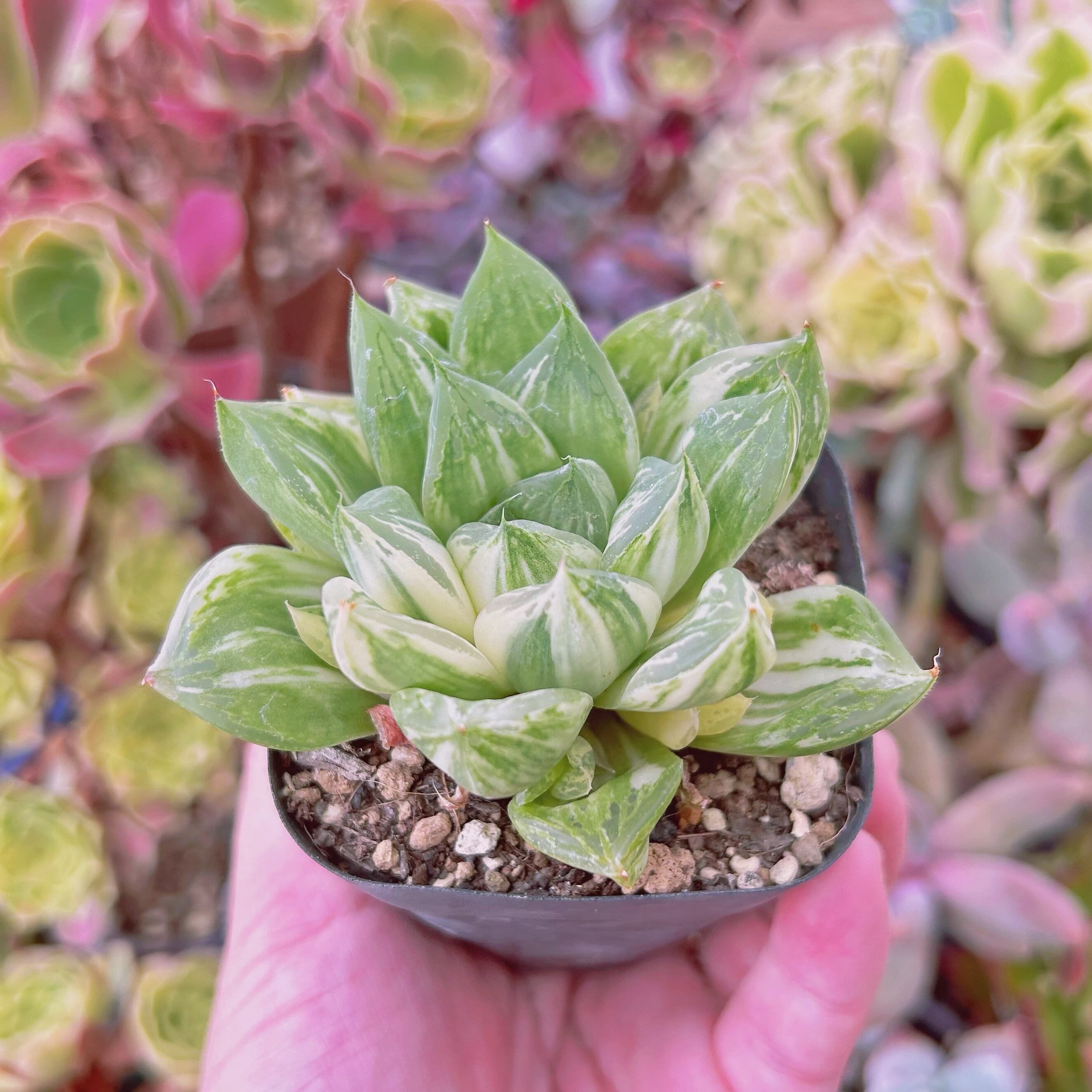 776現物 多肉植物 宝草錦 抜き苗 | るる農園~多肉植物専門