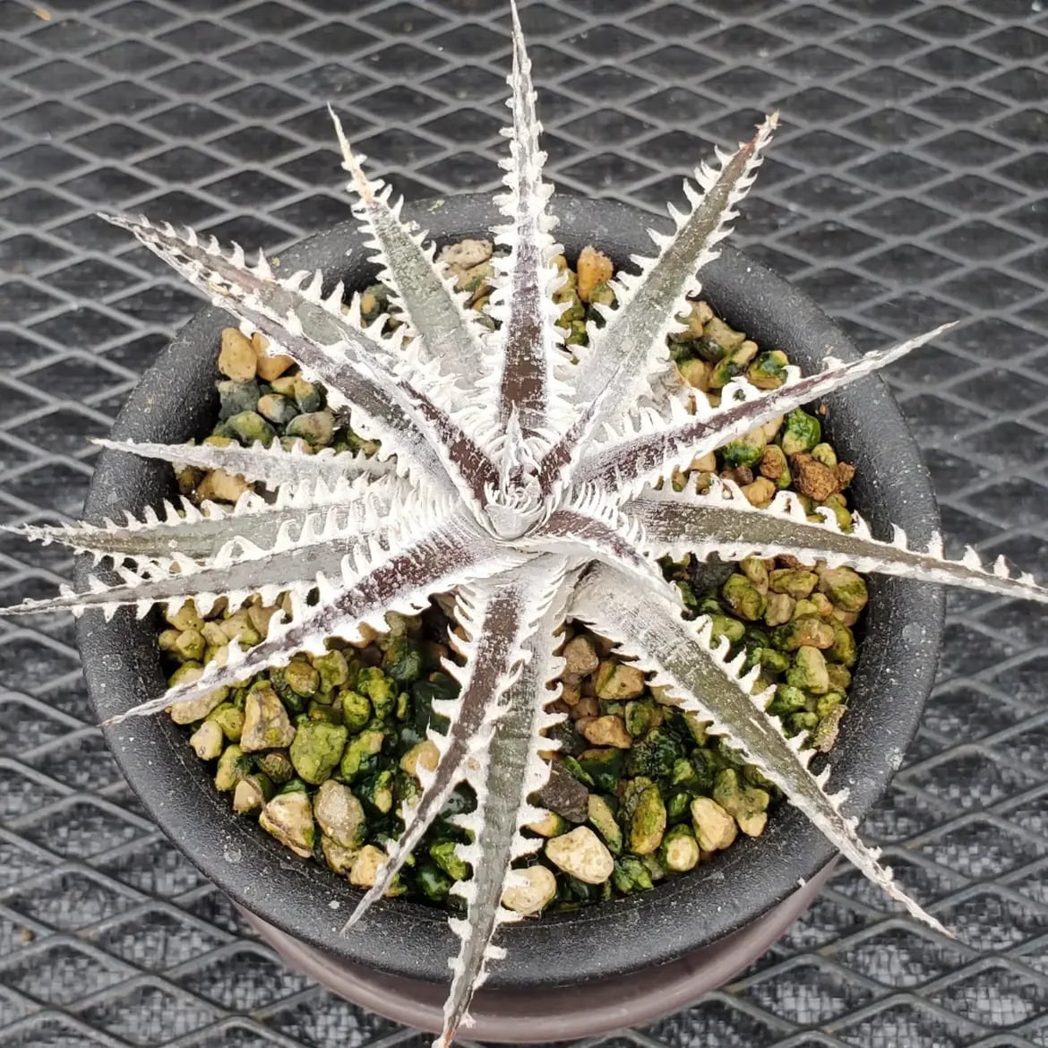Dyckia（ディッキア） | レアプランツ通販サイトPlants Maniax