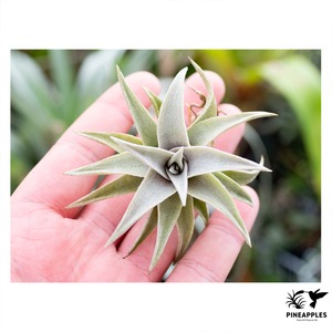 Tillandsia edithiae