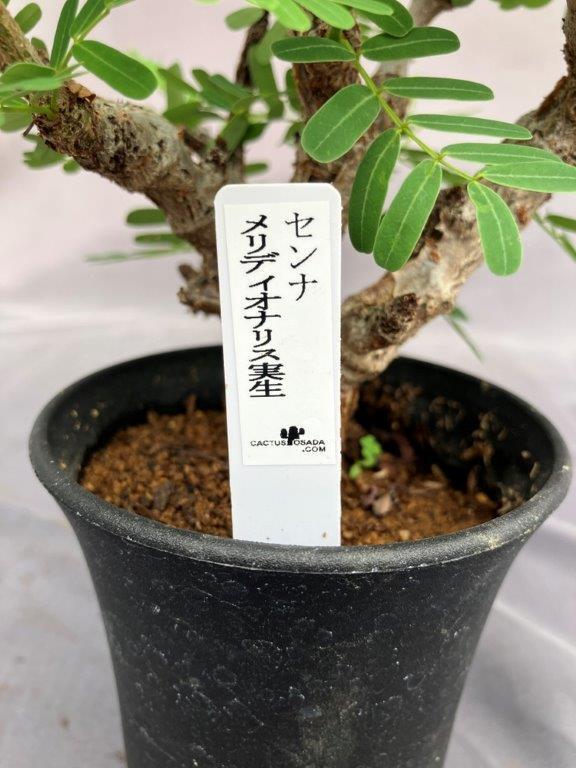 観葉植物 | 日本ライン花木センター