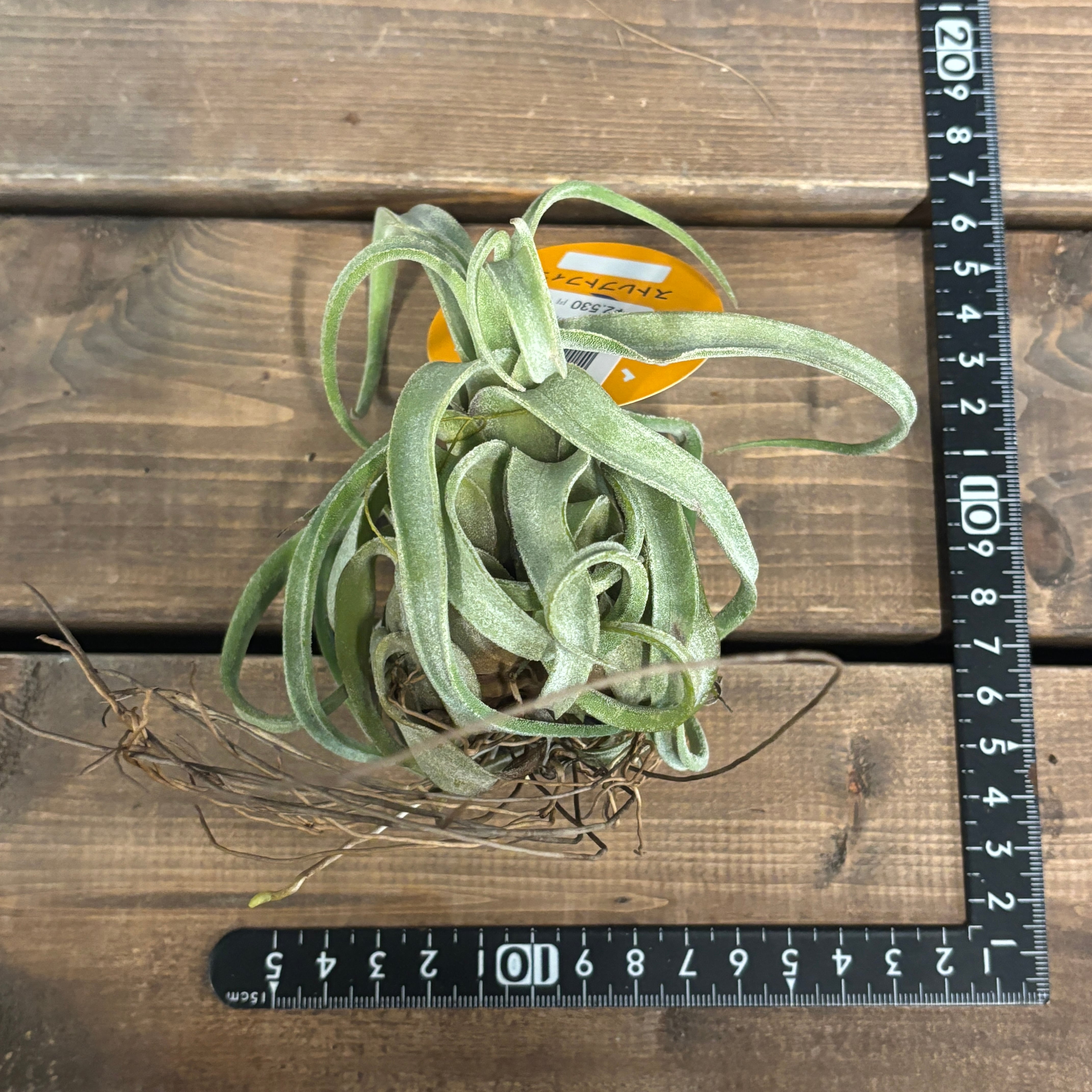 チランジア ストレプトフィラ【946】 | PROTOLEAF プロトリーフ