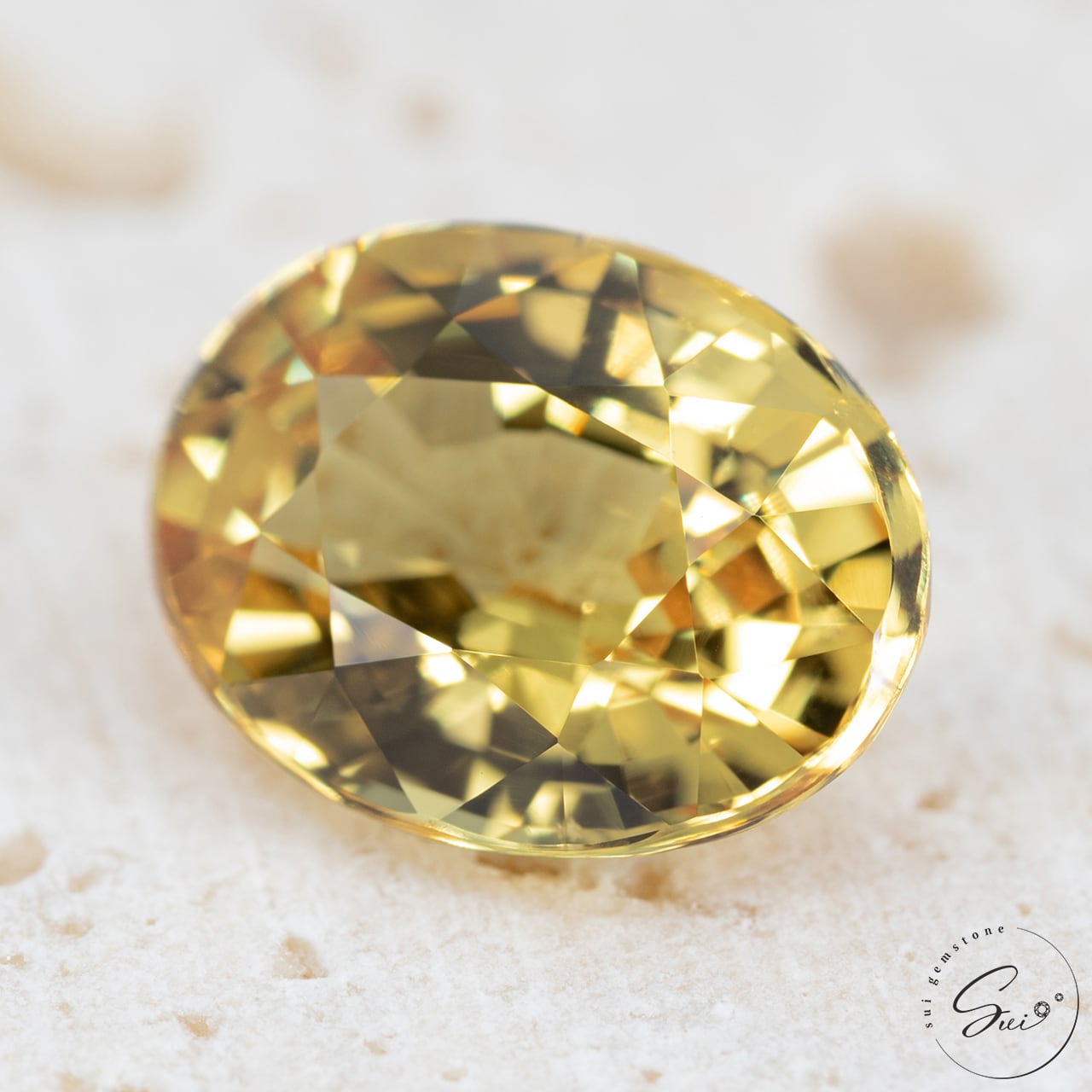 アガベ アテナータ イエローストライプ　中縞斑(翡翠盤・三光斑)　ハーフムーン アガベ アテナータ イエローストライプ 中縞斑(翡翠盤・三光斑