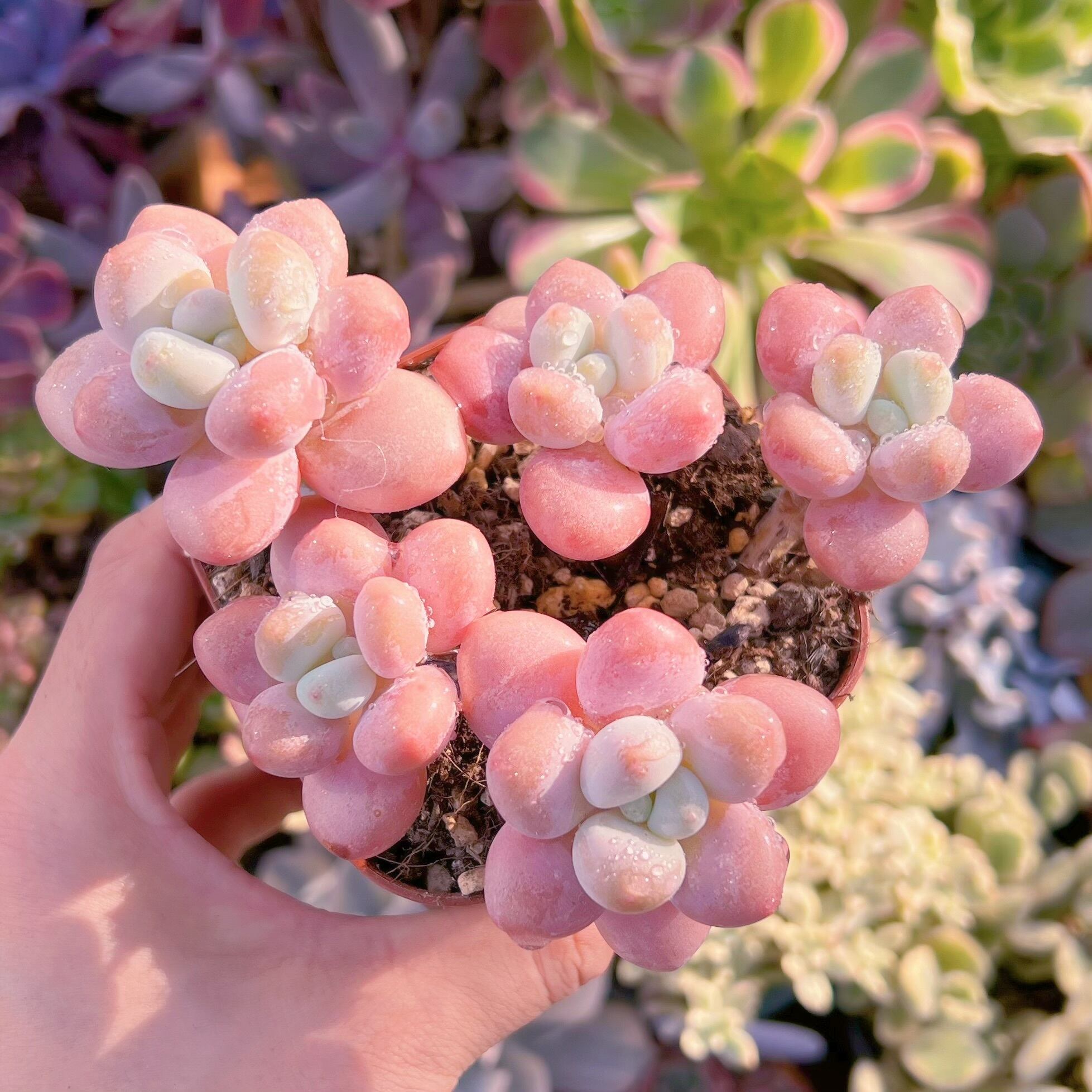 現品　マカロン#691   群生　るる農園