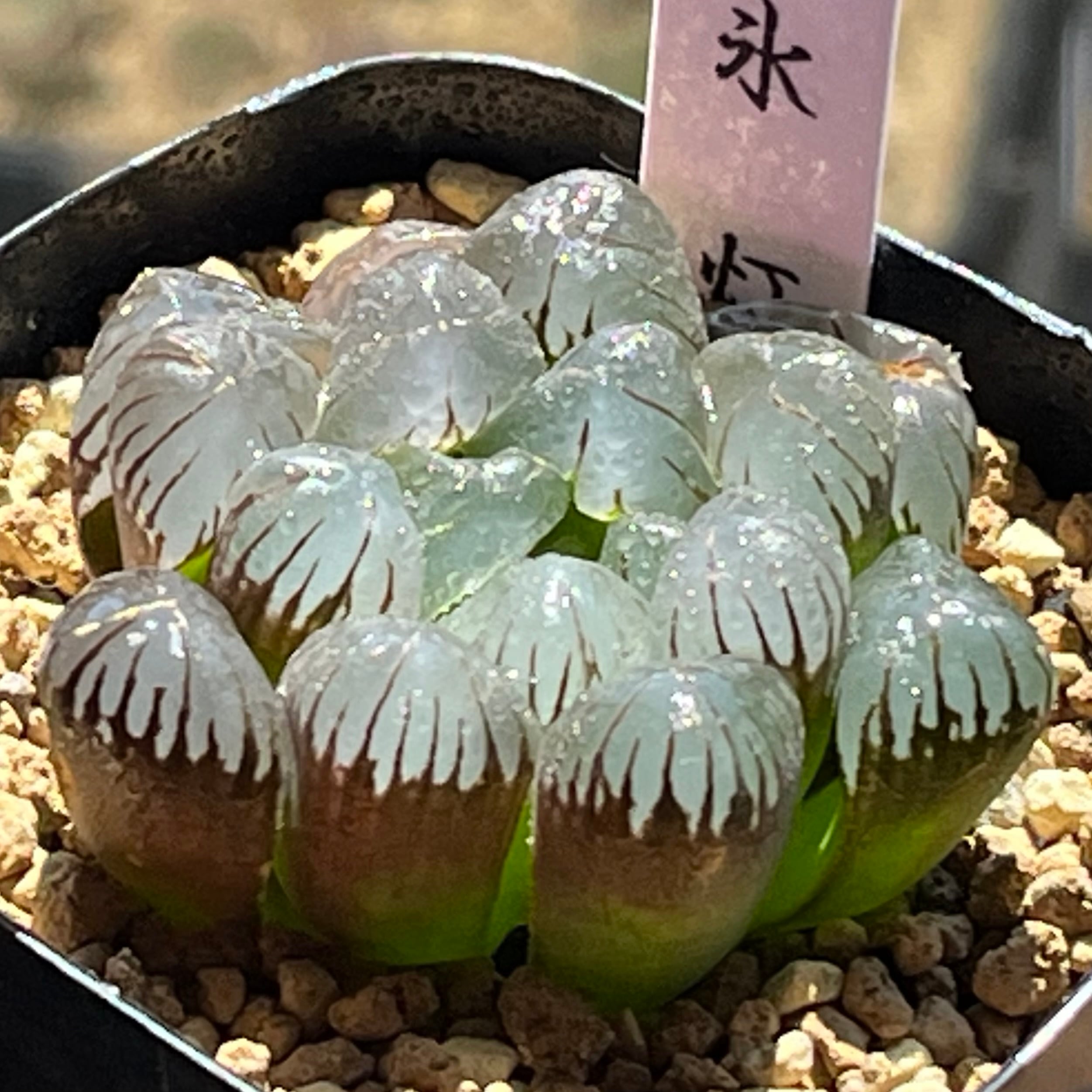 ハオルチア オブツーサ錦 竜珠 糊斑 | mocono_plants