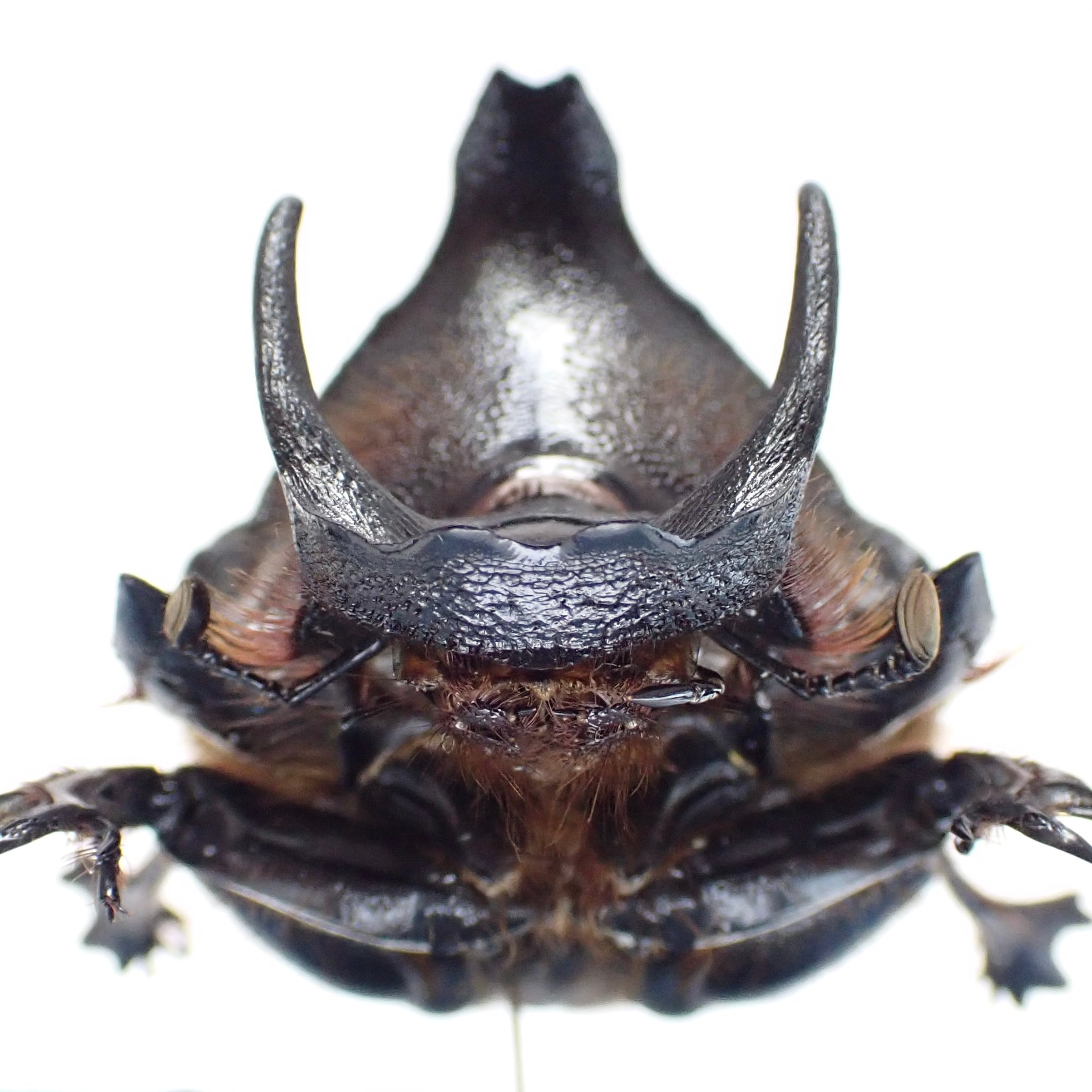 エジプト産 Heliocopris gigas ♂♀ 51mm/51mm XL | 昆虫標本 Diggers